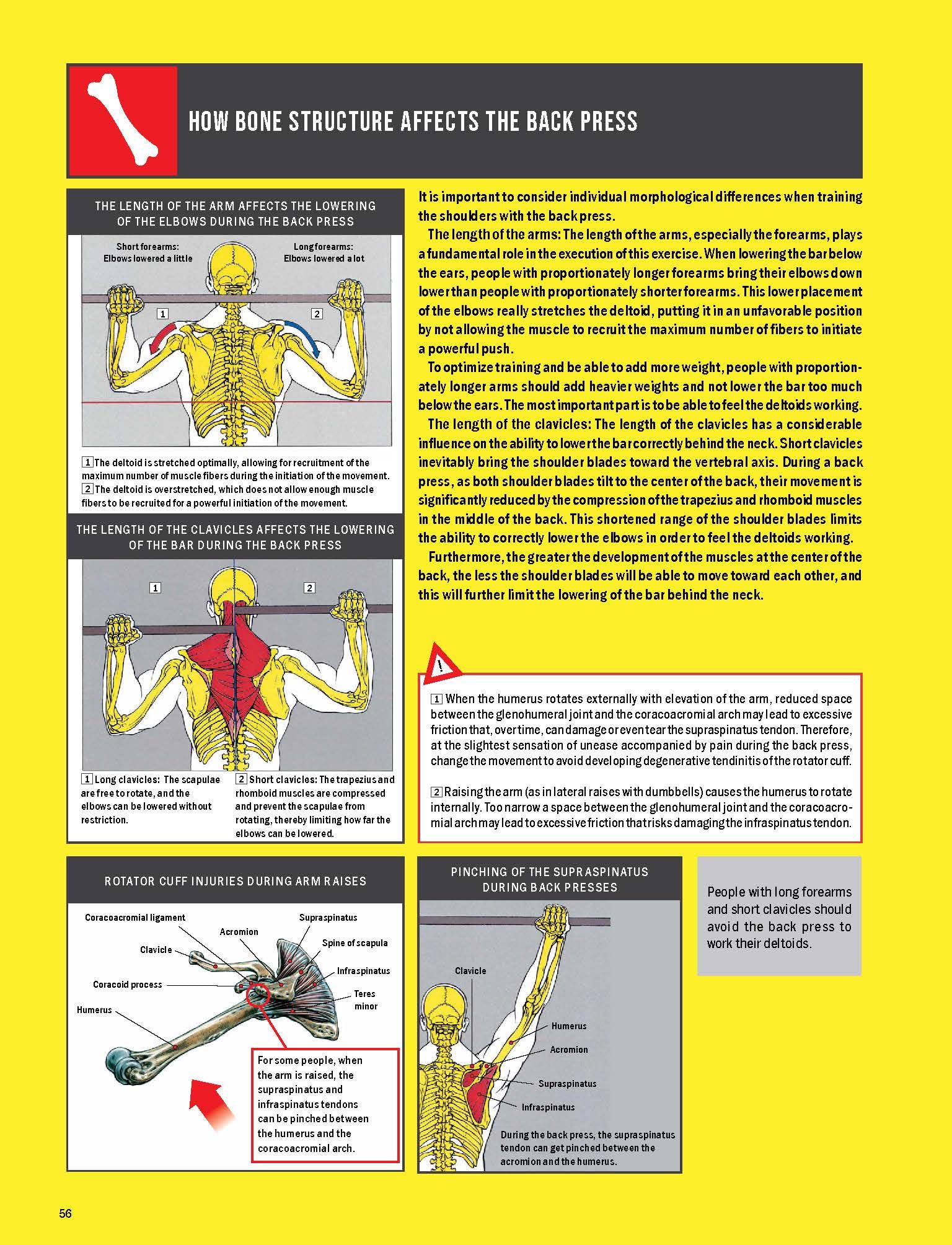 Strength Training Anatomy
