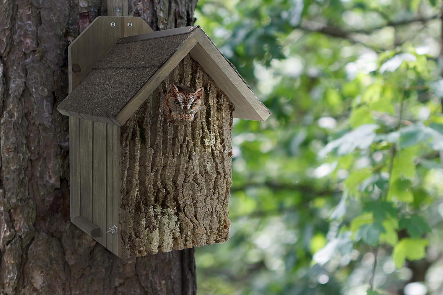 Black Friday - 70% OFF Uncle Dunkels Premium Screech Owl House, Box for Nesting-Handmade in The USA-Pine Shavings- Stainless Steel Hanging Hardware- Prefinished Ready to Install