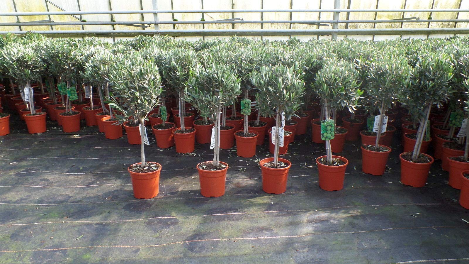 gruenwaren jakubik Olivenbaum Stamm Olive 80-100 cm hoch, beste Qualitt,  Olea Europaea : Amazon.de: Garten