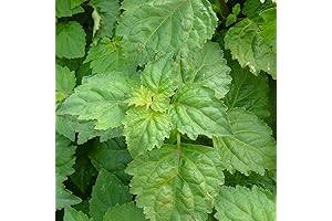 30+ Patchouli Seeds: The Gardener's & Collector's Dream