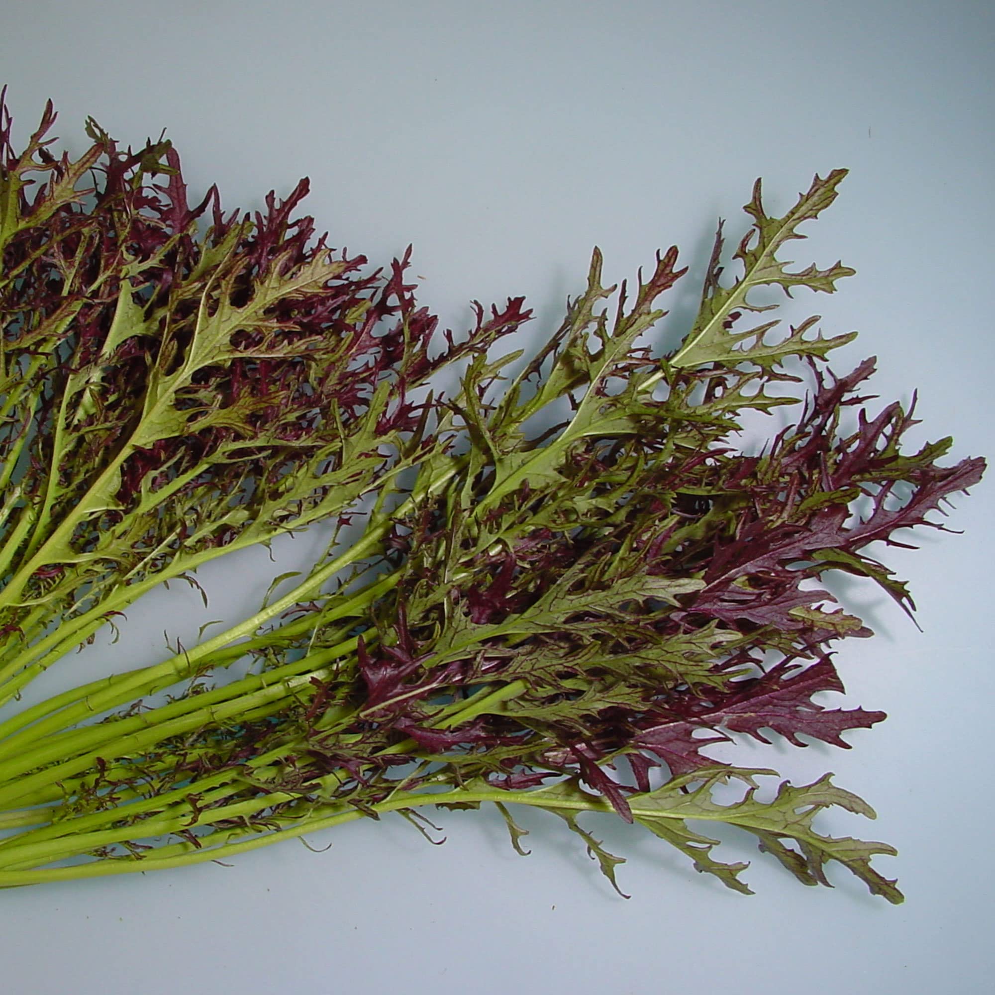 Amazon.com : Mustard Seeds - Ruby Streak - 1 Oz ~13000 Seeds