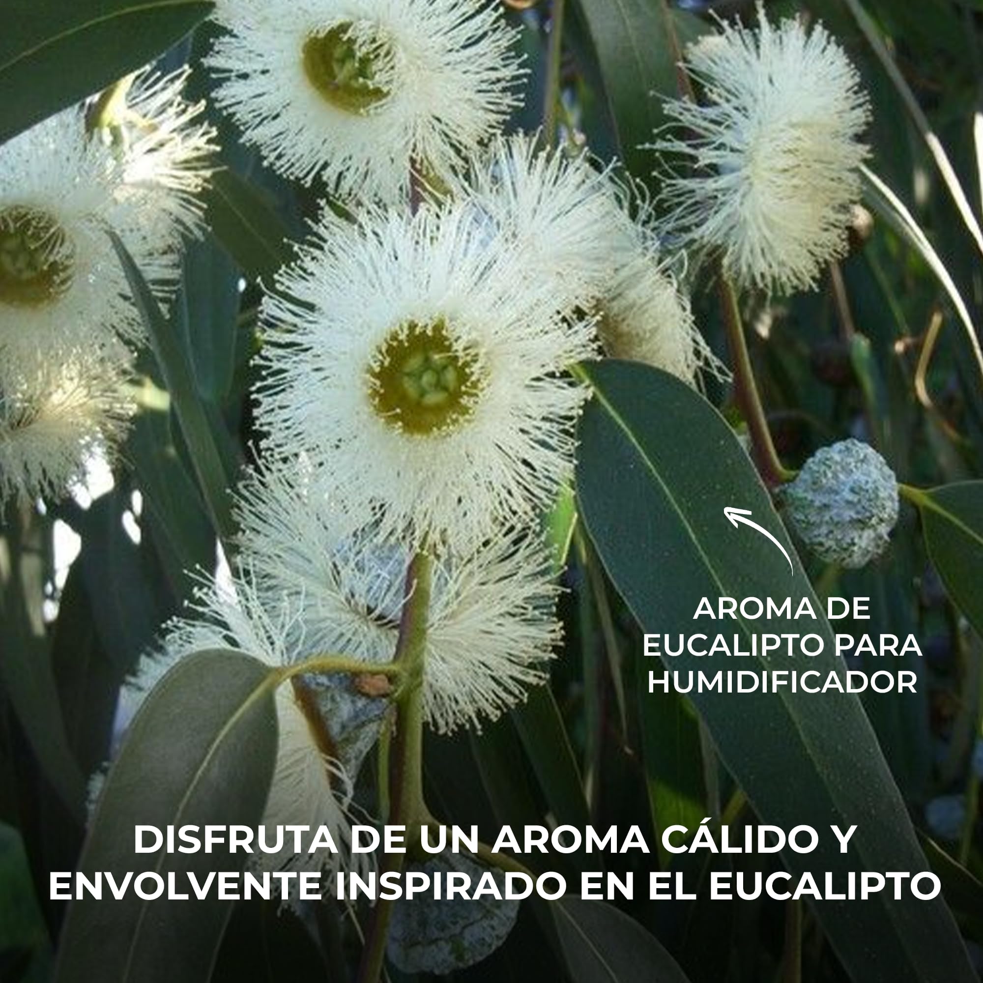 Bali fragancias Esencia al Aceite de Eucalipto para Humidificador. Ambientador Fresco en Esencia para Difusor. Aceite Natural para Quemador de Aromaterapia. 50 ml
