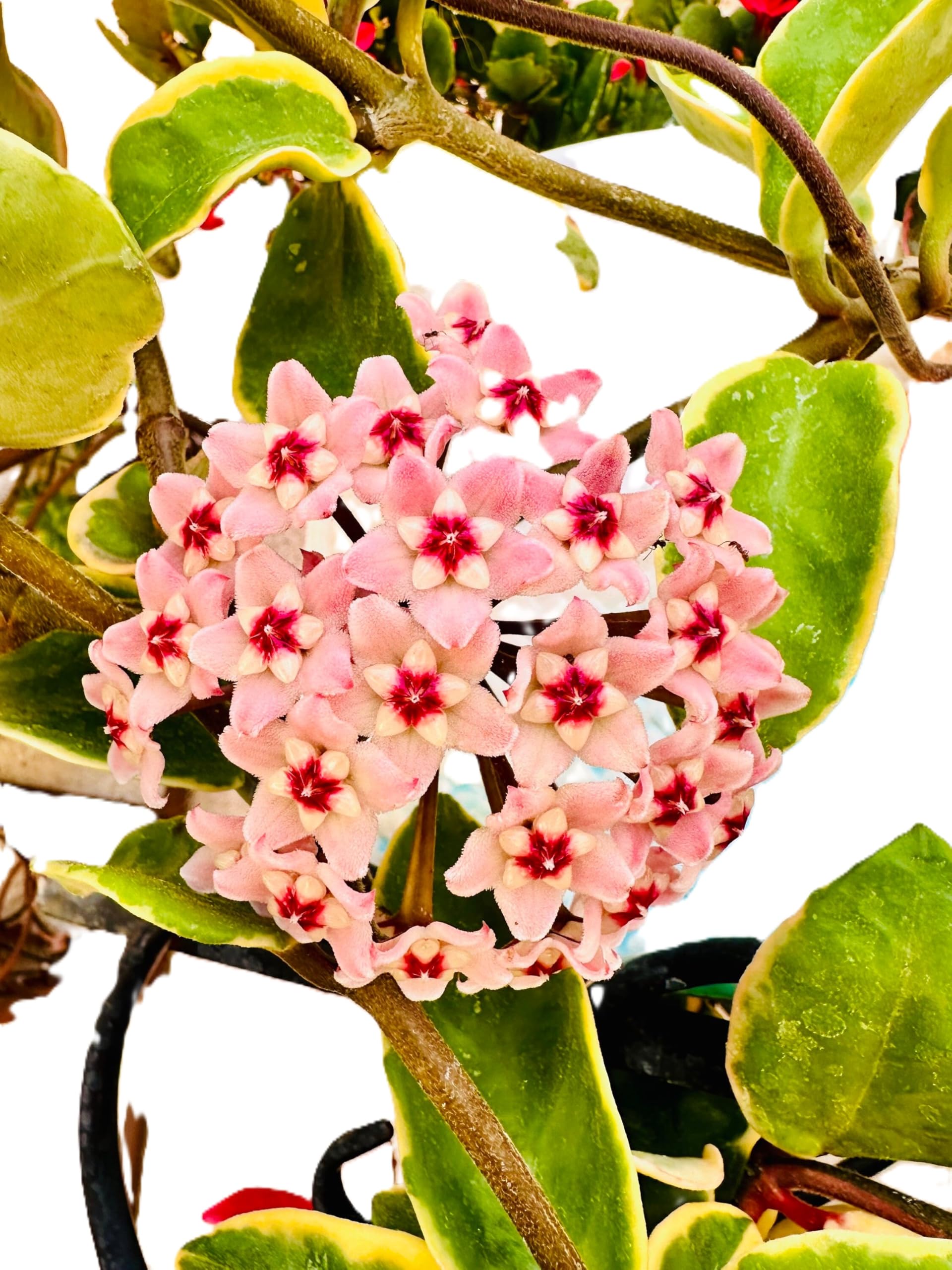 Tricolor Hoya Krimson Queen Hoya Carnosa Variegata Tricolor Hoya Scented Live Trailing Plant Blossoms with Silky Pink-White Fragrant Flowers, One