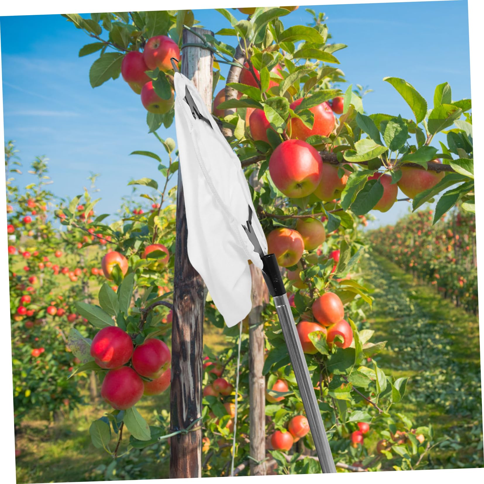 Mipcase 1 Set Raccoglitrice Di Frutta Aerea Frutta Con Cesto Cestino Per La Raccolta Della Frutta Gabbia Per La Raccolta Della Frutta Silver Acciaio Inossidabile