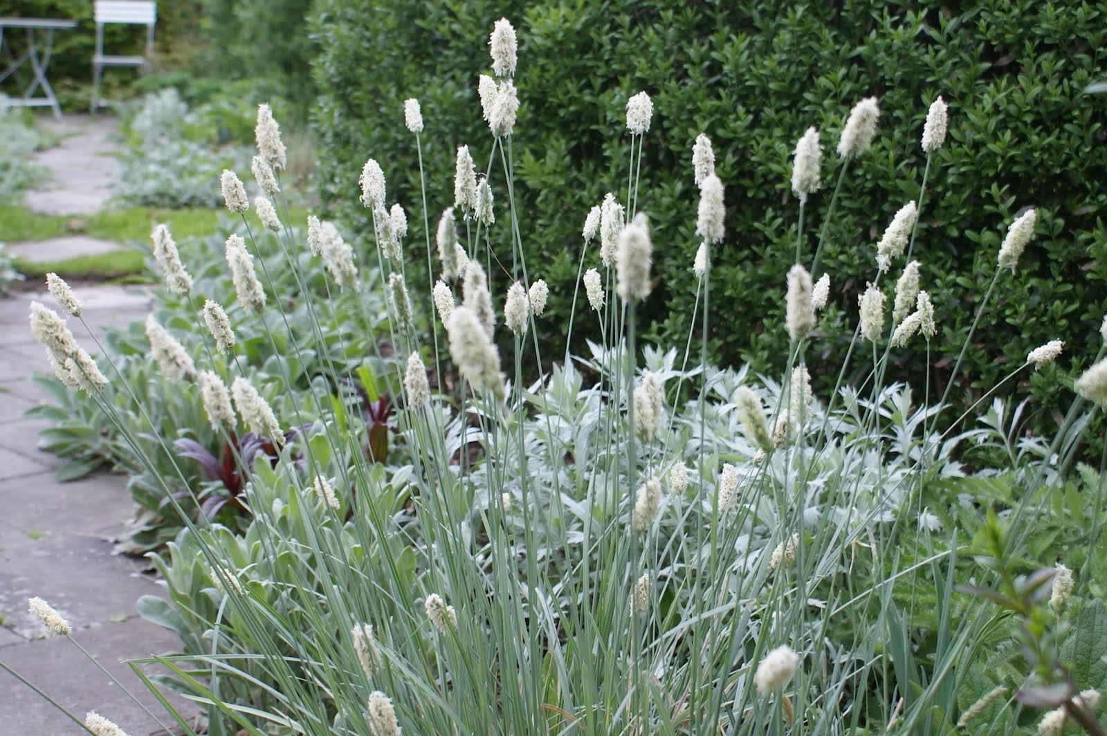 Stauden Gänge 10 x Sesleria sadleriana Ungarisches Blaugras winterhart