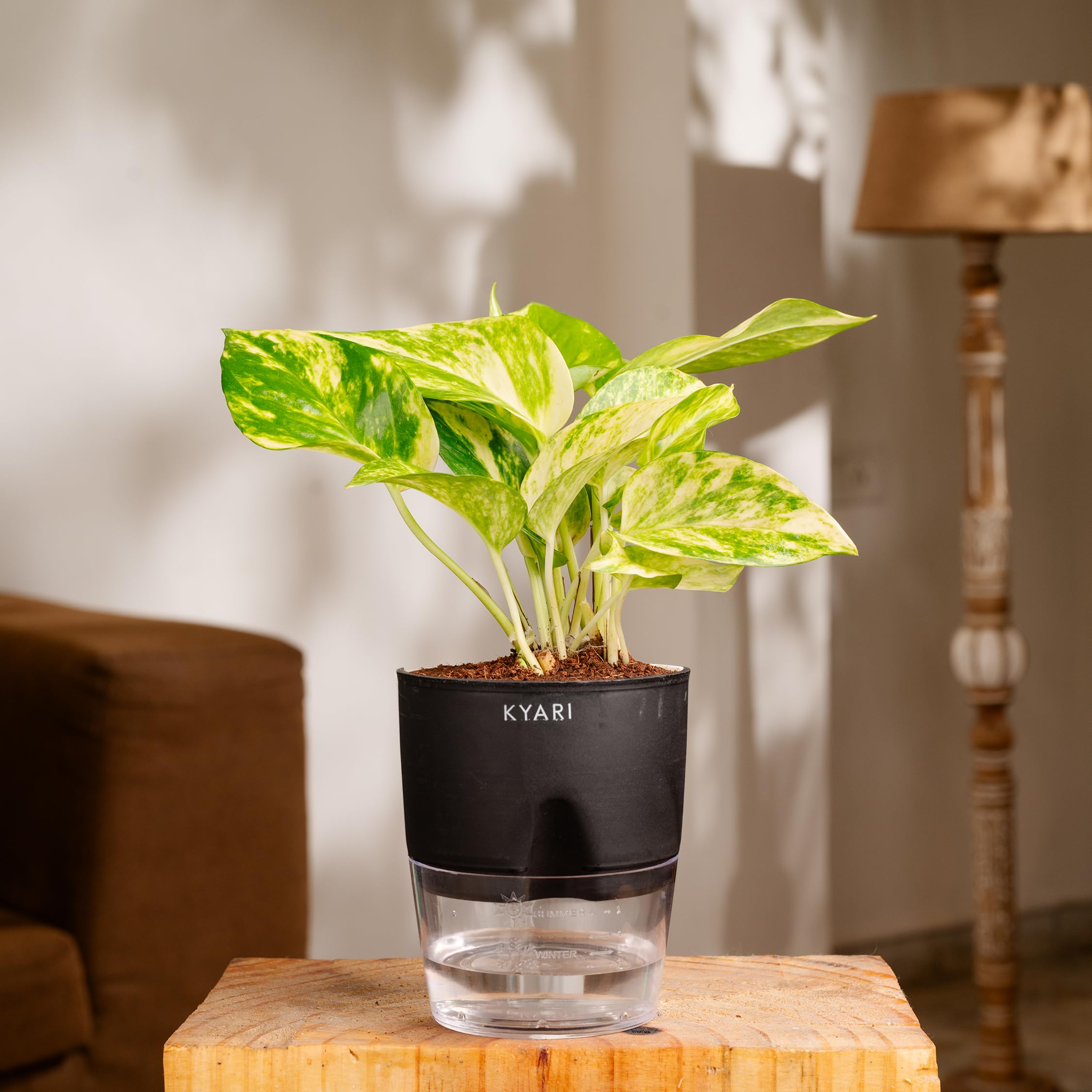 Good Luck Money Variegated Live Plant with Black Self Watering Pot - Small 4 Inch