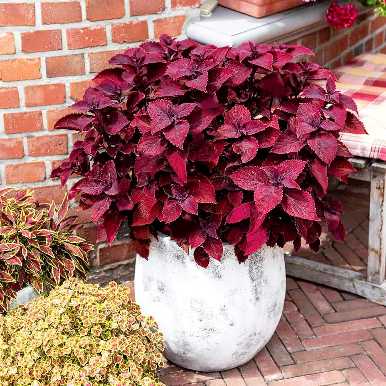 RED COLEUS PLANT INDOOR AND OUTDOOR GARDEN LIVE ORGANIC PLANT COLOR FOLIAGE  LEAVES (Red) - Plant Pack of 1 : Amazon.in: Garden & Outdoors