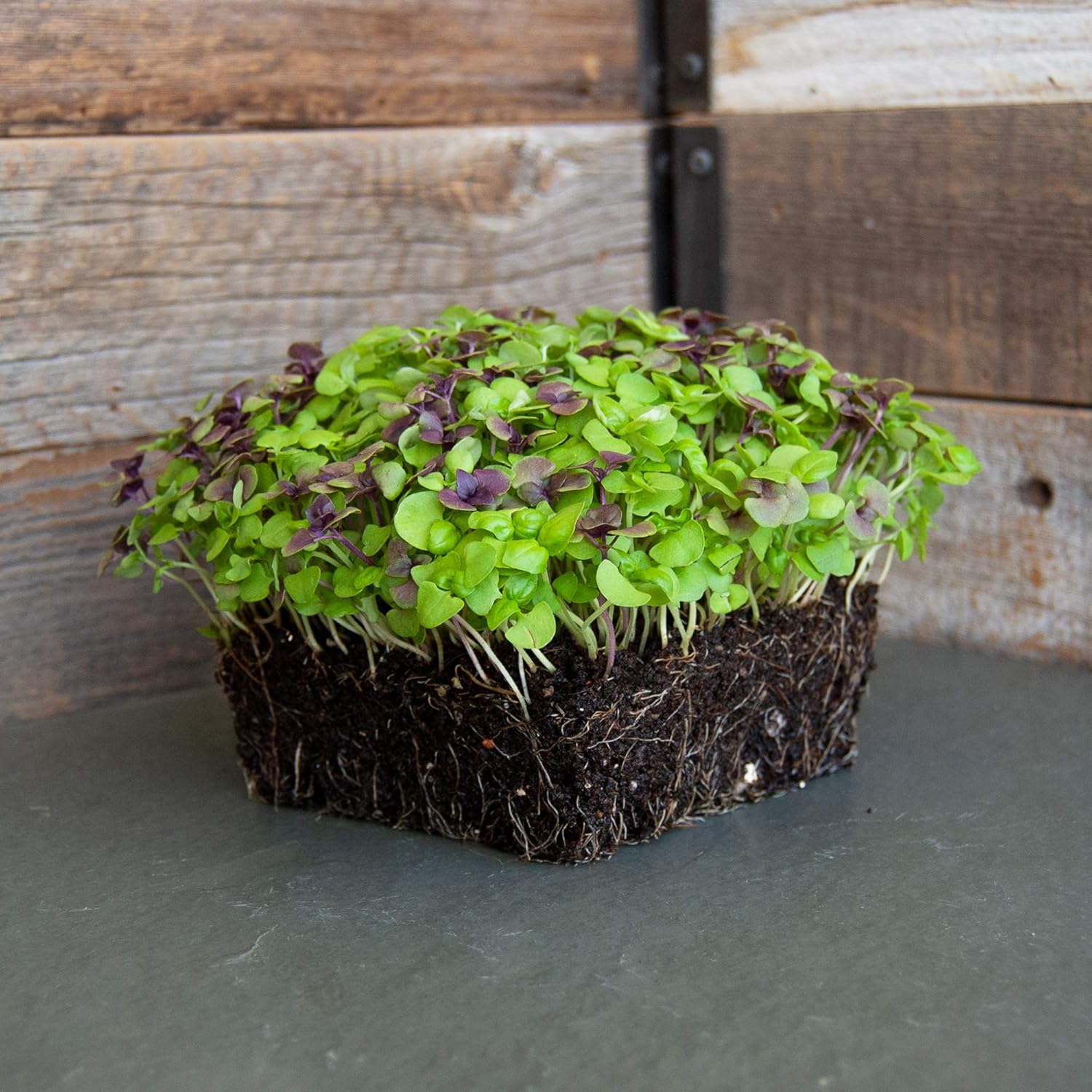 Basil Microgreens Seed Mix - 1 Lb ~272,000 Seeds - Ultimate Blend of Green and Purple Basil Varieties with A Splash of Color for Micro Greens