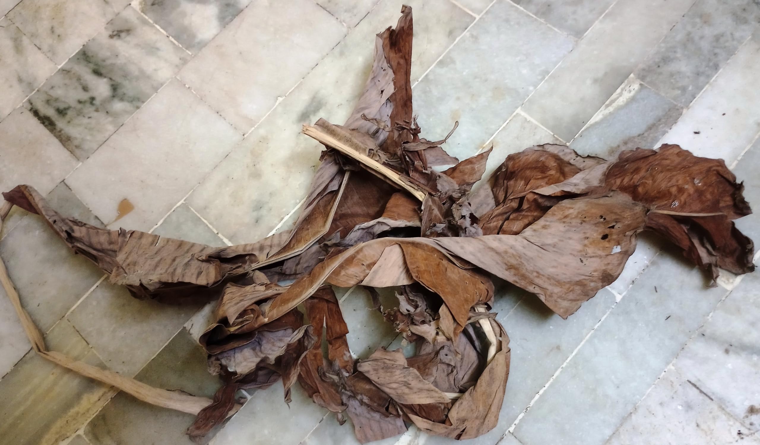 Aadityaa's Dried Banana Leaves for Culinary Purposes, Traditional Medicine, Natural Remedy for Dry Scalp, Fuel, Tatching Rope, Garden Mulch, Decorations Arts Crafts Packaging, Pack of 200Gm,-image-21