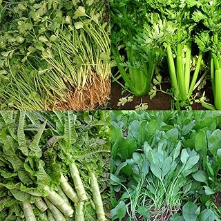 4000 Hot Pot Vegetable Seed Package,Spinach Seeds，Celery Seeds，Cilantro Seeds， Lettuce Seeds Organic for Planting Outdoors...