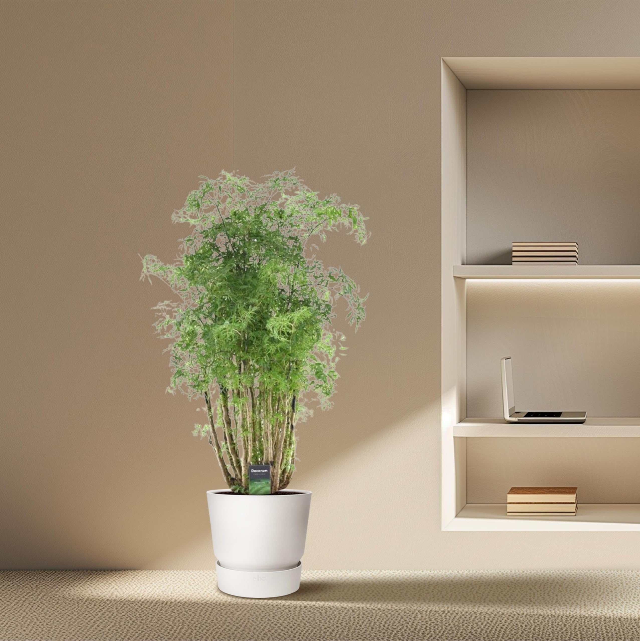 Exotenherz Polyscias hawaiiana "Ming", albero di prezzemolo, altezza circa 100 cm