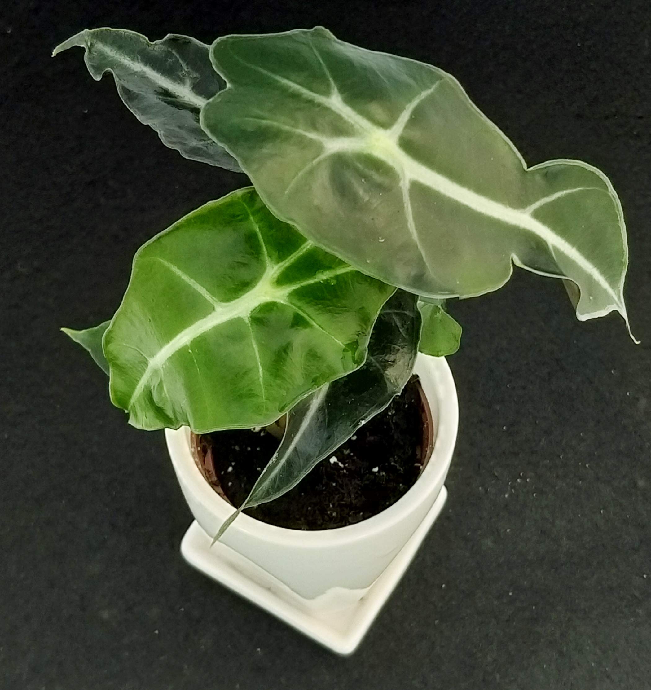 POWERS TO FLOWERS Alocasia Polly Mini In Vaso Ceramica - Pianta Vera Da Interno, Con Omaggio