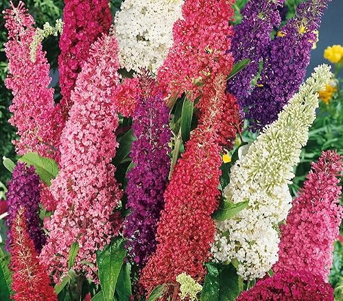 Miniatura 5 de Semillas Mariposa Arbusto Mix Buddleja Davidii Flores Perennes 1000 Semillas