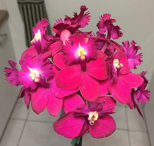 Miniatura 6 de MSU Orchid Fertilizer 13-3-15 Ósmosis inversa, lluvia, agua del grifo Fórmula 2 libras