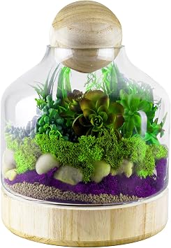 CYS EXCEL Glass Terrarium Container H10" W7" | Multiple Size Choices Planter Jars with Wood Base & Lid | Plant Terrarium Bowl Vase
