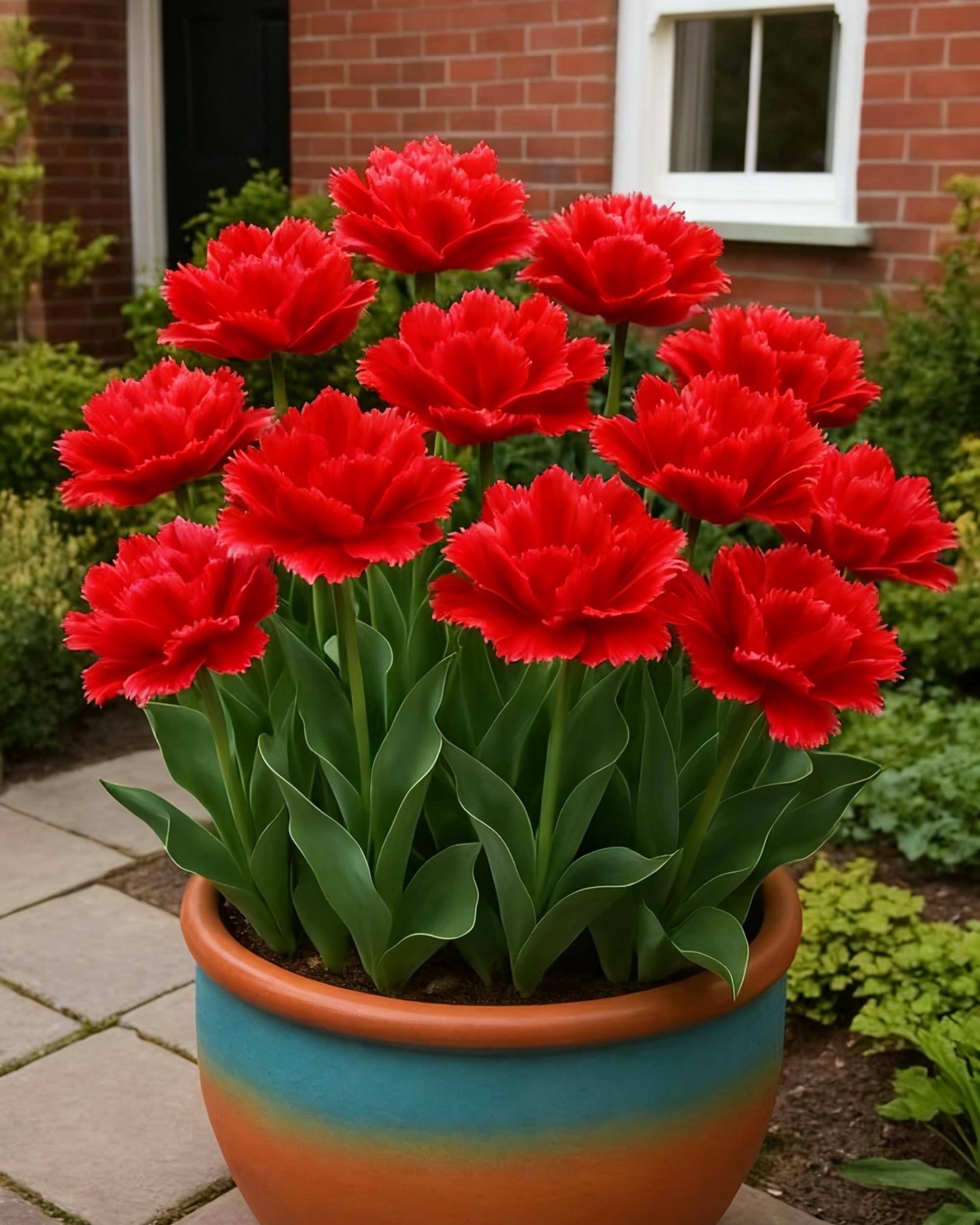 Tulip Bulbs for Planting – Large Blooms, Vibrant Colors, Seasonal Garden Decoration，Hardy Perennial, Excellent Display-4bulbs-D