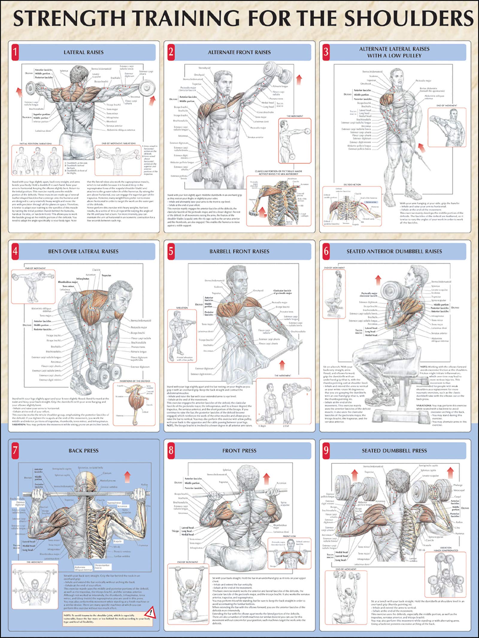 Strength Training for the Shoulders (Strength Training Anatomy)
