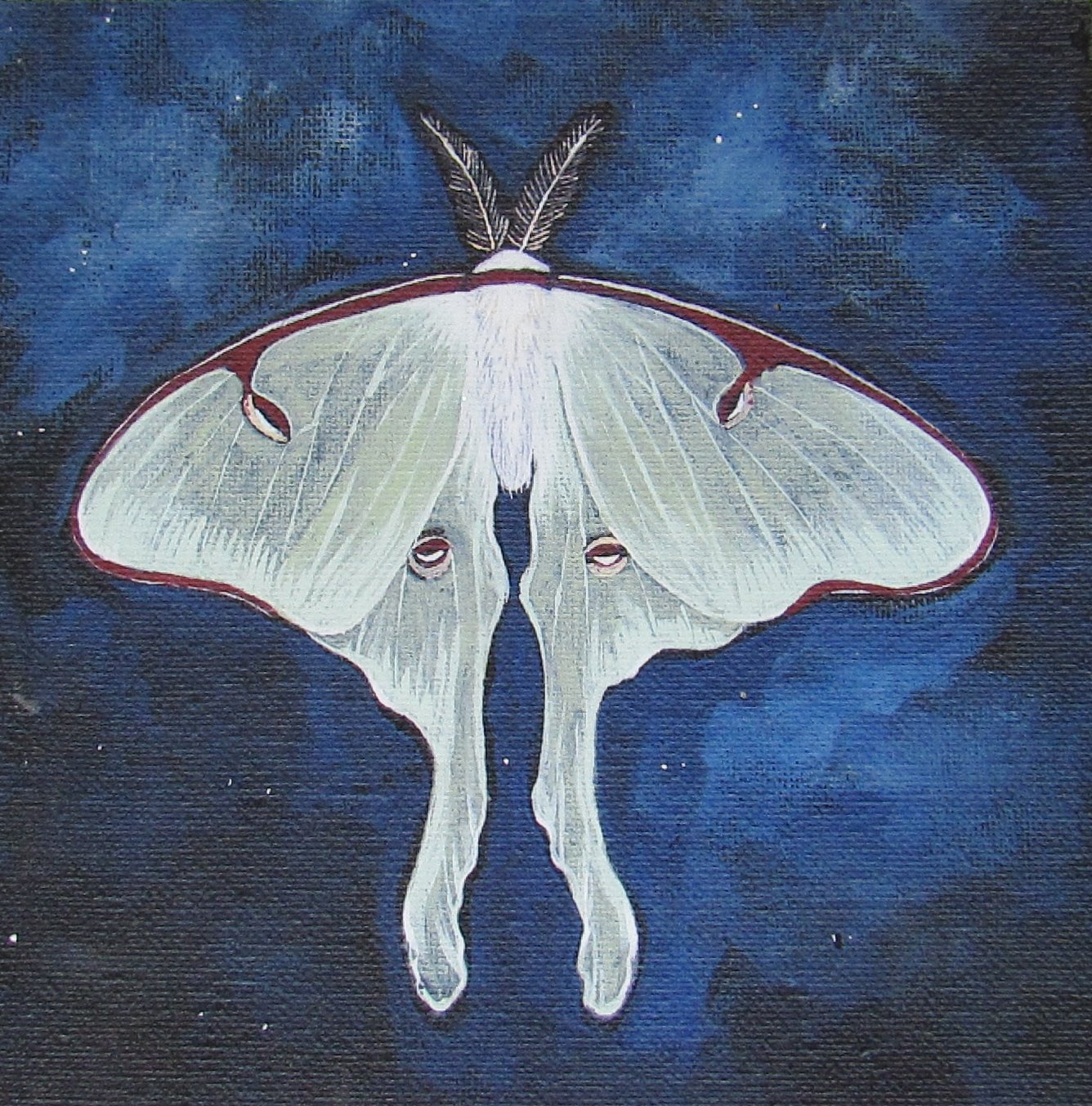 Luna Moth Art Print Mounted on Wood 5x5 Giclee Print