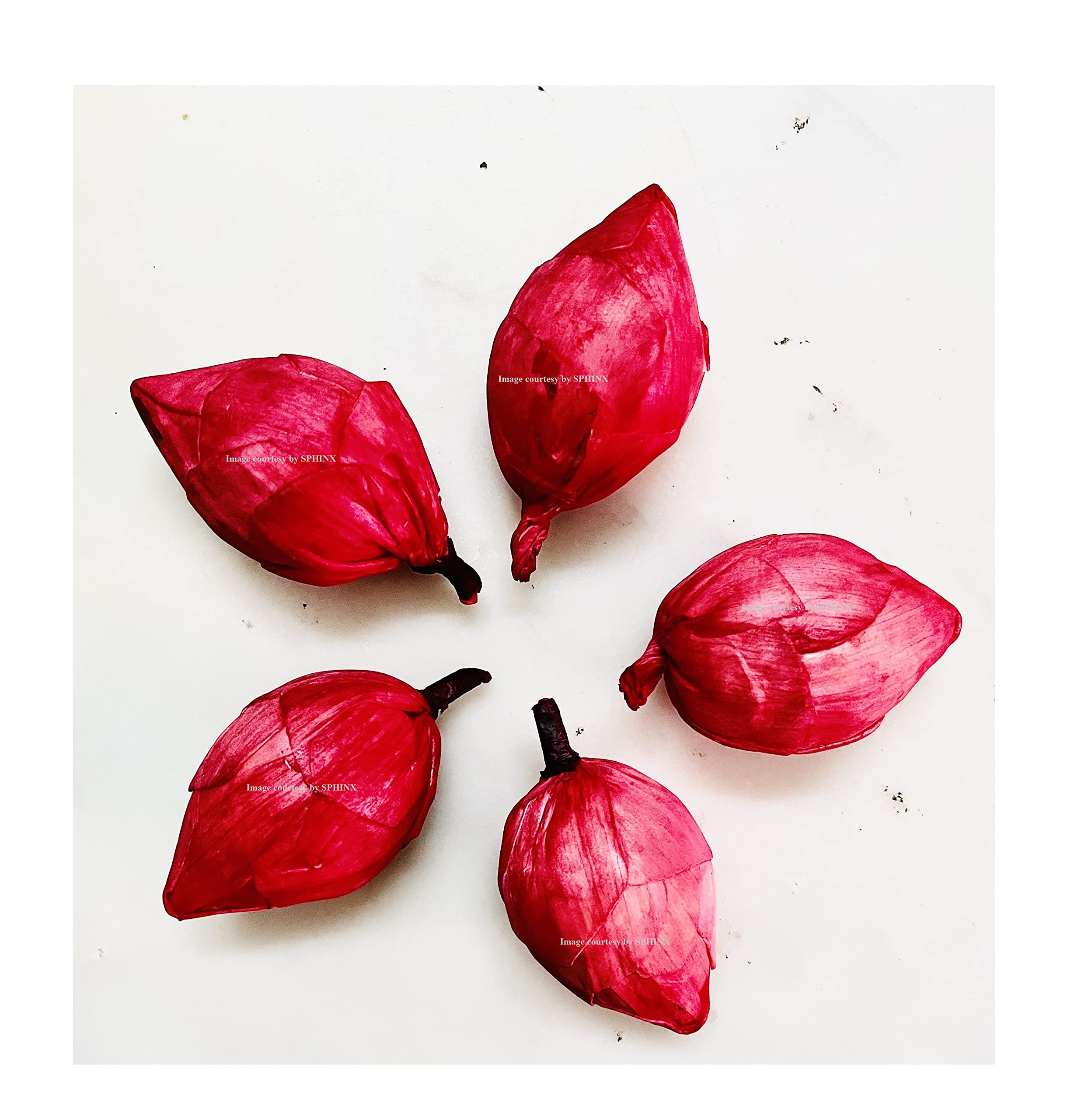 SPHINX Sola Lotus Bud Flowers for Decorations, D-I-Y Art and Crafts, Artificial Lotus for Garland Making Pooja Decor Wedding Housewarming Table Decorations (Diameter Approx 4 cms) (Red, 5 Pieces) (B0C4NTKPXS) Amazon Price History, Amazon Price Tracker