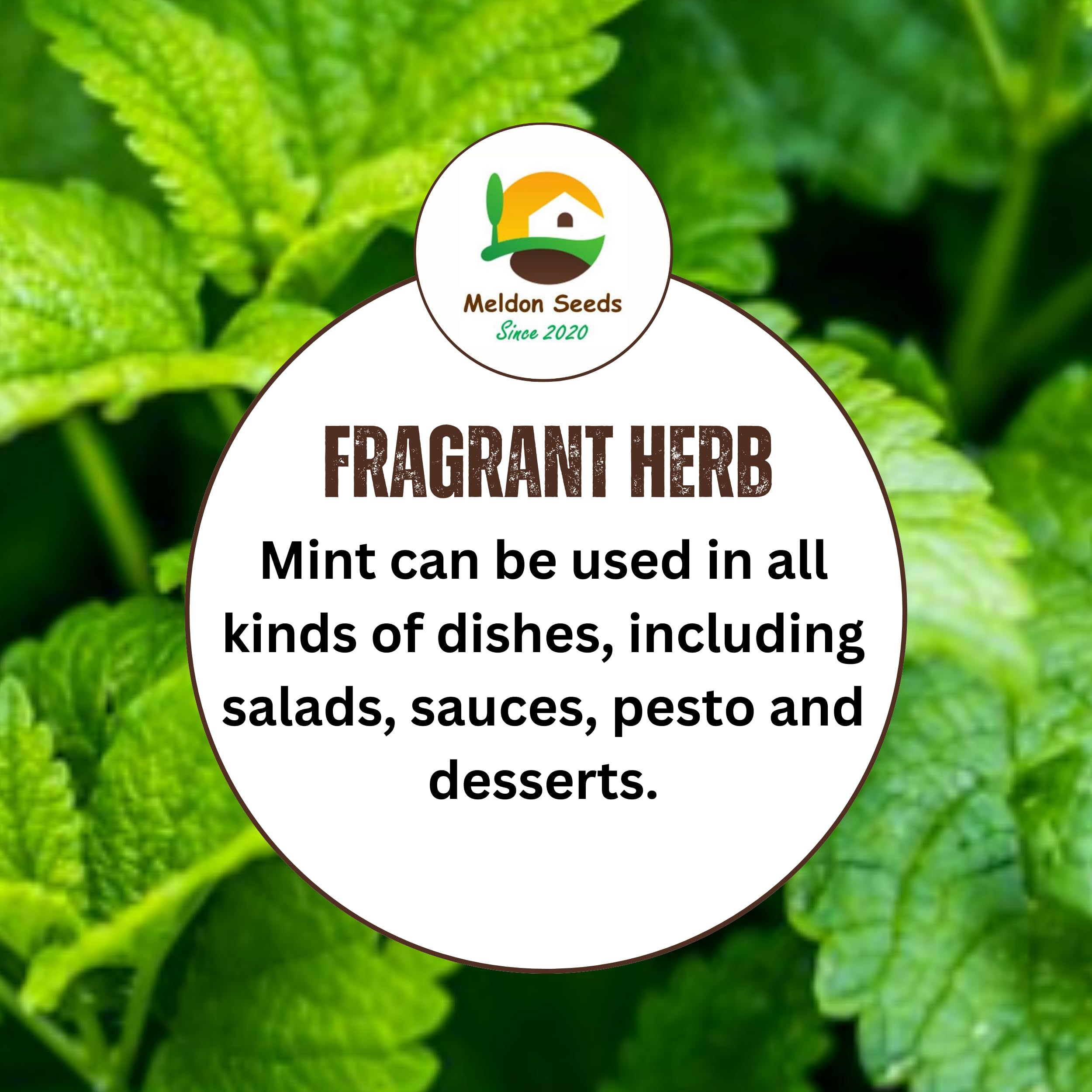Pepperint Seeds - 200 Fresh Int Pepperint Herb Seeds – Plant And