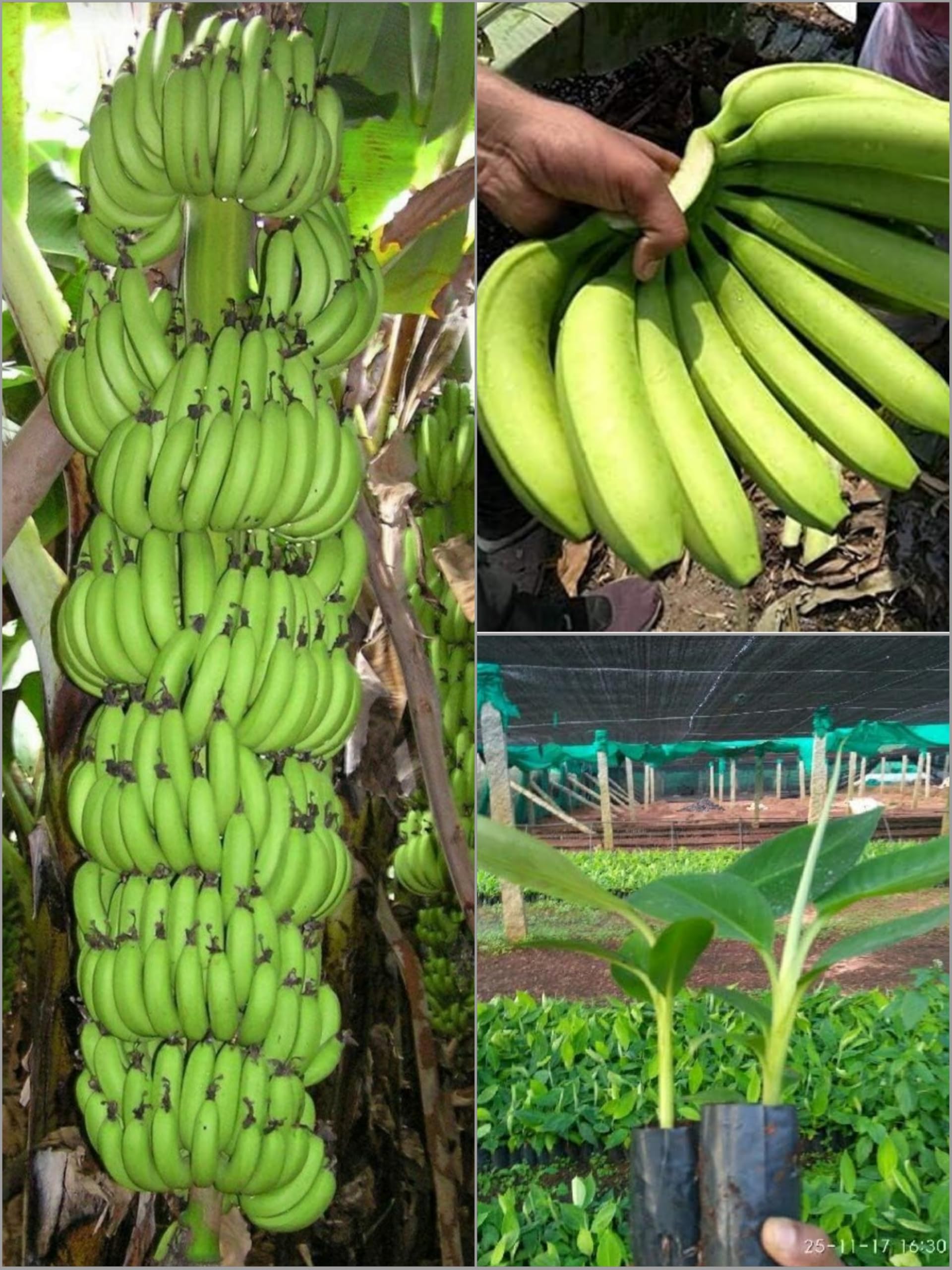 Dwarf Thai G9 Banana Plant (Pack of 1 Plant) All Season Haybrid Helthy Live Yellow Sweet G9 Banana Plant (B0D9TMTB4Y) Amazon Price History, Amazon Price Tracker
