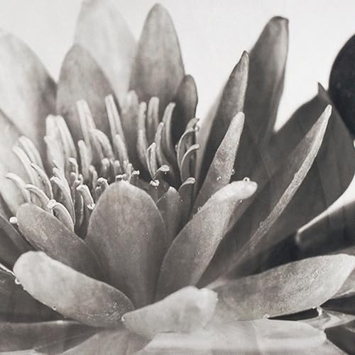 Miniatura 6 de LB Cortina de ducha de piedra zen con reflejo de lirio de agua de bambú, cortinas de ducha para baño, cortina de baño blanco y negro con 12 ganchos,