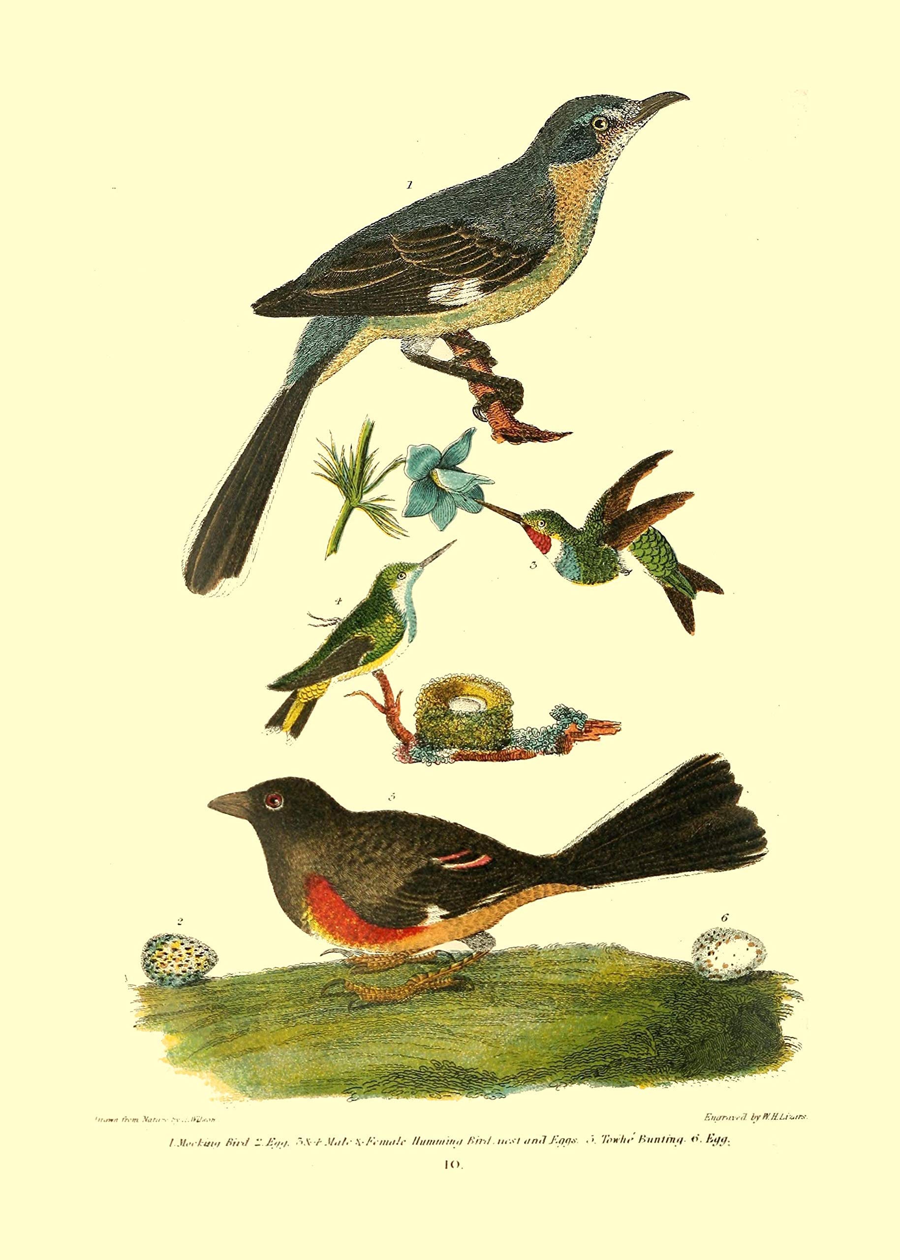 アート・デザイン・音楽 CLASSIC NATURAL HISTORY PRINTS BIRDS アート・デザイン・音楽 CLASSIC NATURAL HISTORY PRINTS BIRDS