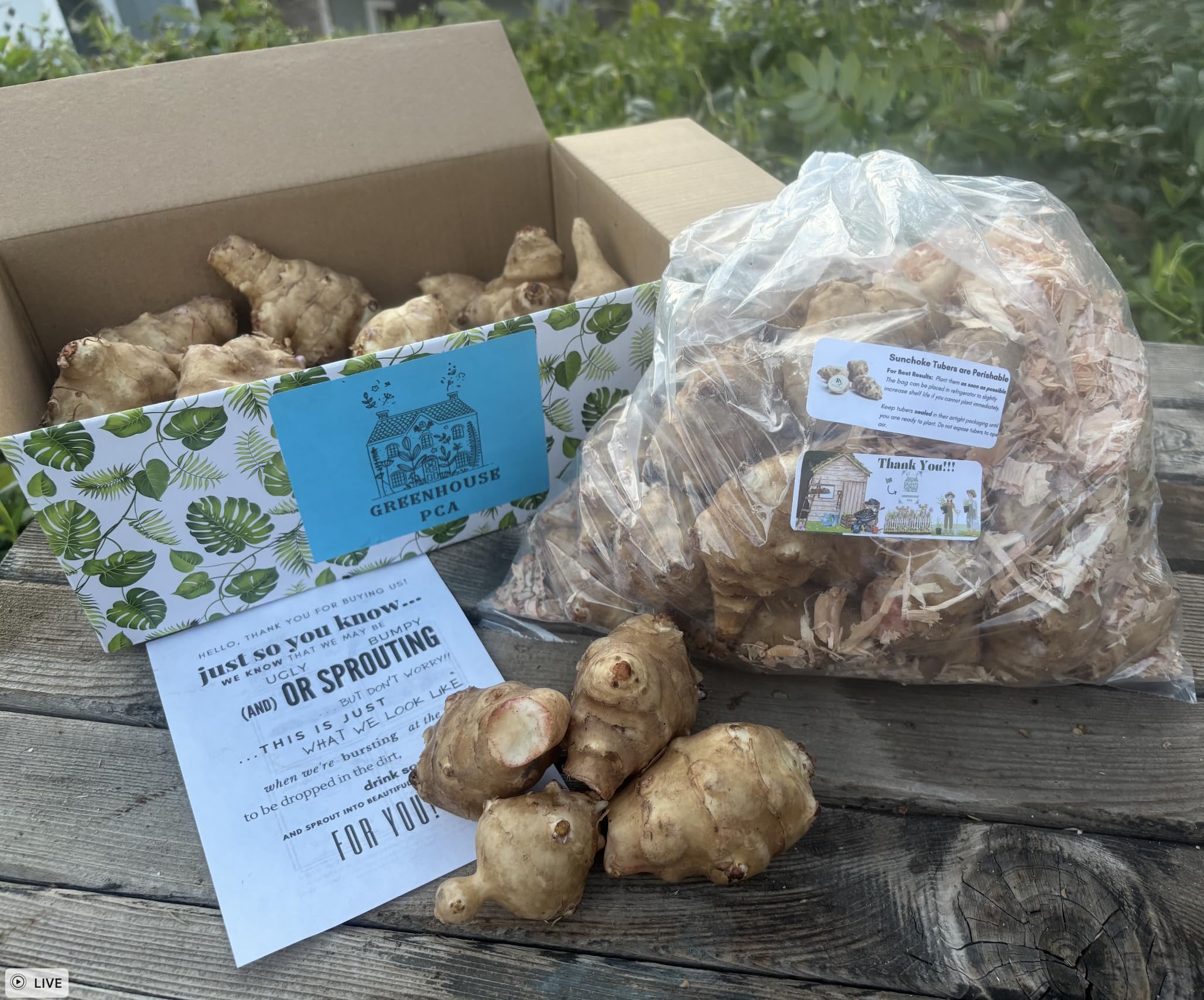 Amazon.com : 20 Live Jerusalem Artichoke Tubers | Sunchokes by Greenhouse  PCA | Fresh Sunchoke Bulbs for Eating or Planting : Patio, Lawn & Garden