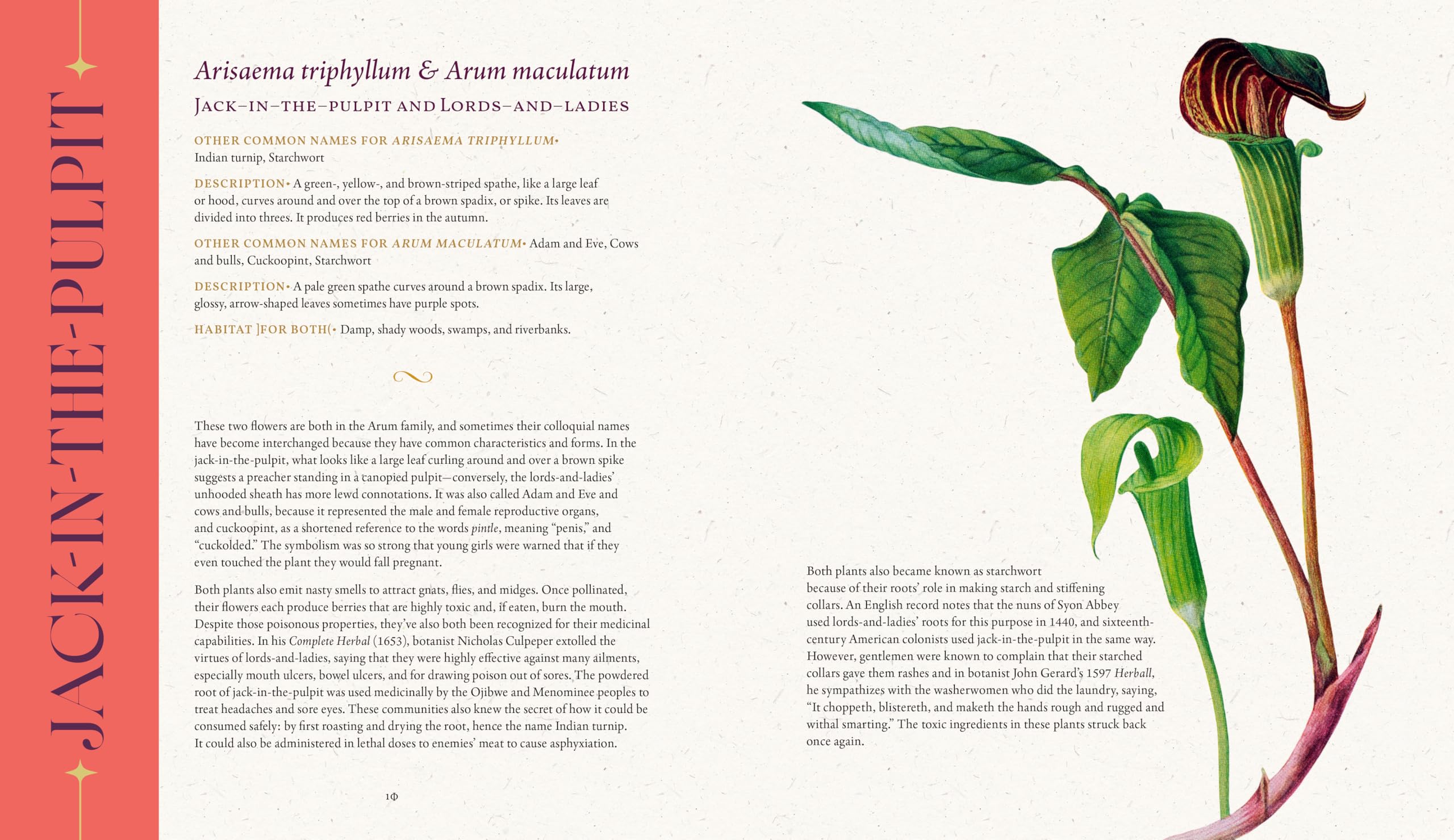 The Folklore of Wildflowers: Stories and History in Bloom