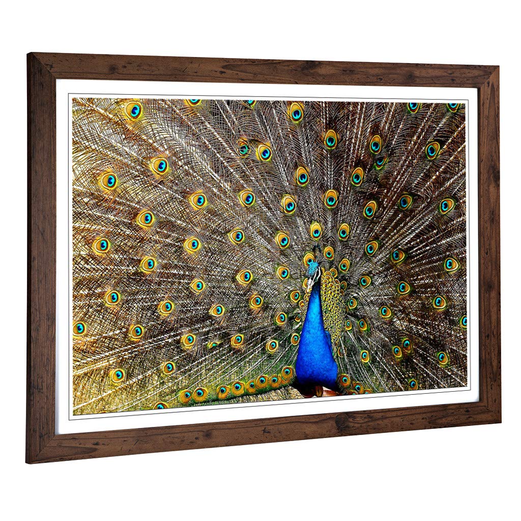Big Box Art Framed Print of Peacock Bird 4 Design | Wall Art Picture | Home Decor for Kitchen, Living, Dining Room, Lounge, Bedroom, Hallway, Office, Walnut, A2 / 24.5x18 Inch / 62x45cm