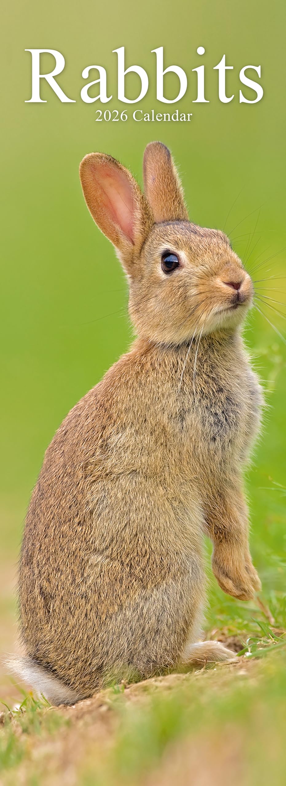 Rabbits Slim 2026 Calendar | Slimline Wall Calendar | Animal Gift | Plastic Free Packaging | by Avonside Publishing