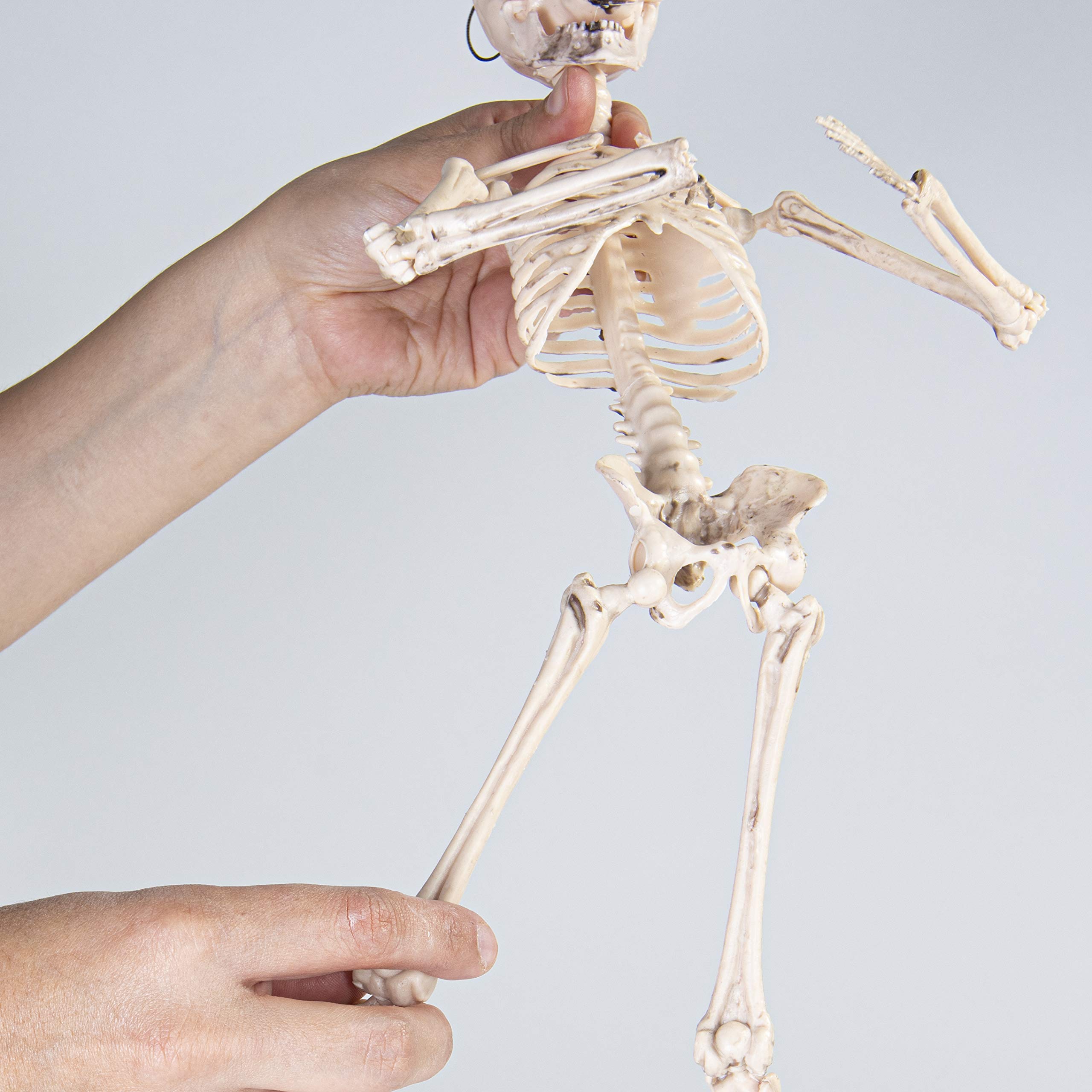 Prextex 20 Inch Posable Halloween Skeleton- Full Body