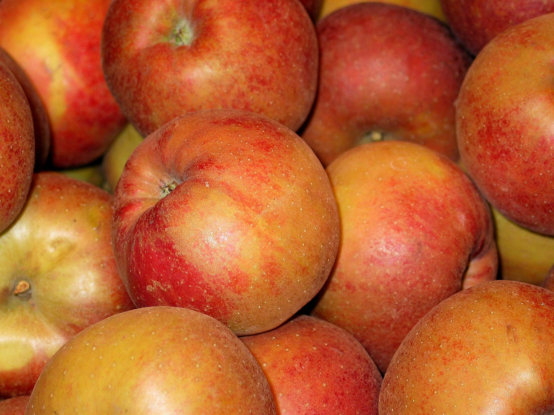 Boskoop Äpfel vom Bodensee säuerlich, 5 kg Box, Ernte 21