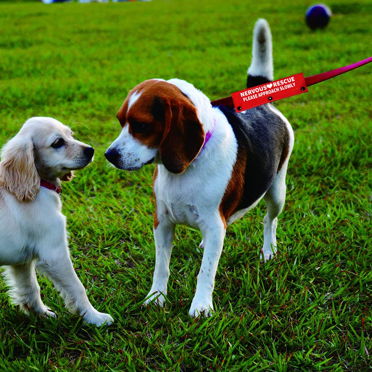 How Do You Approach A Nervous Dog