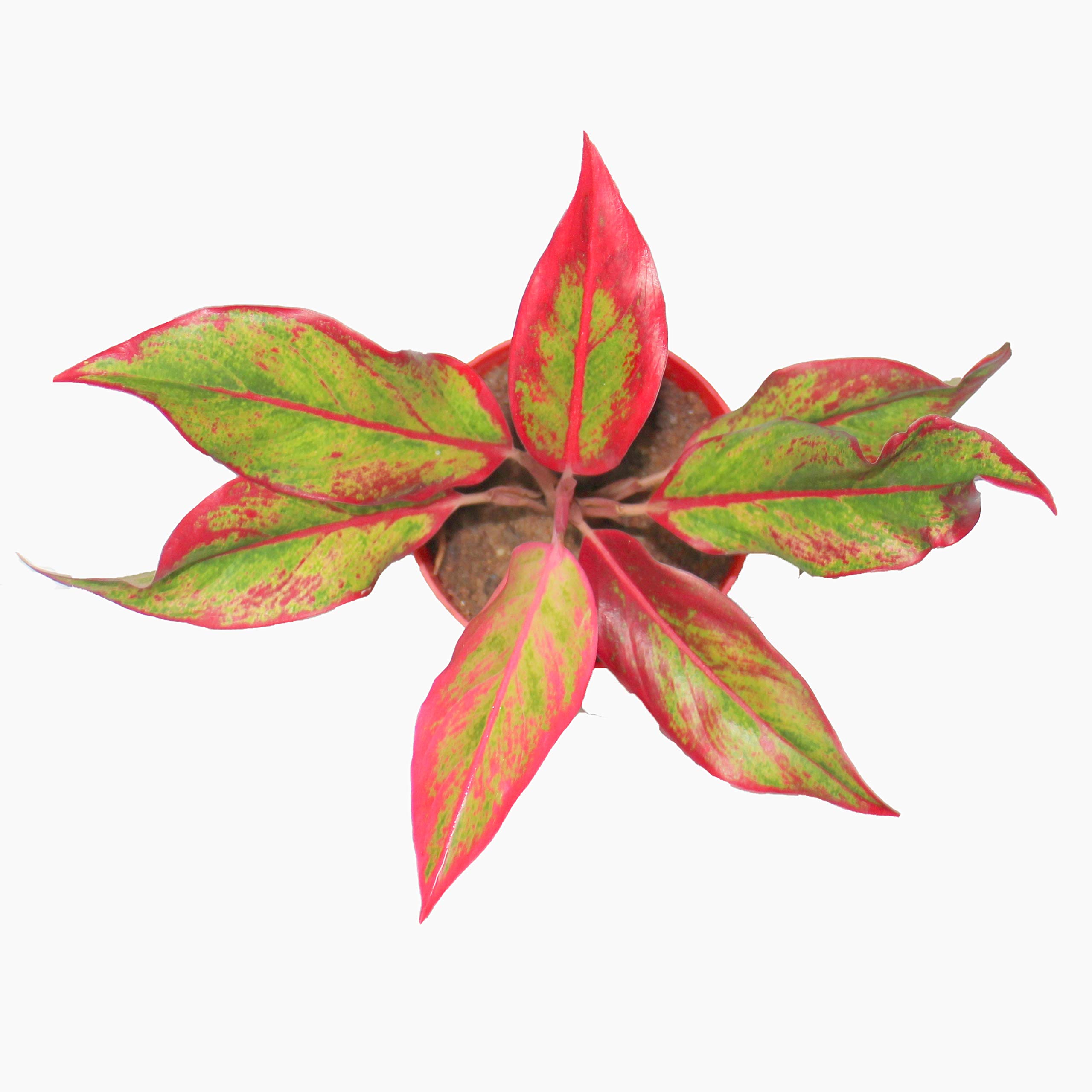 Aglaonema Plant - Red & Green Live with Pot -2