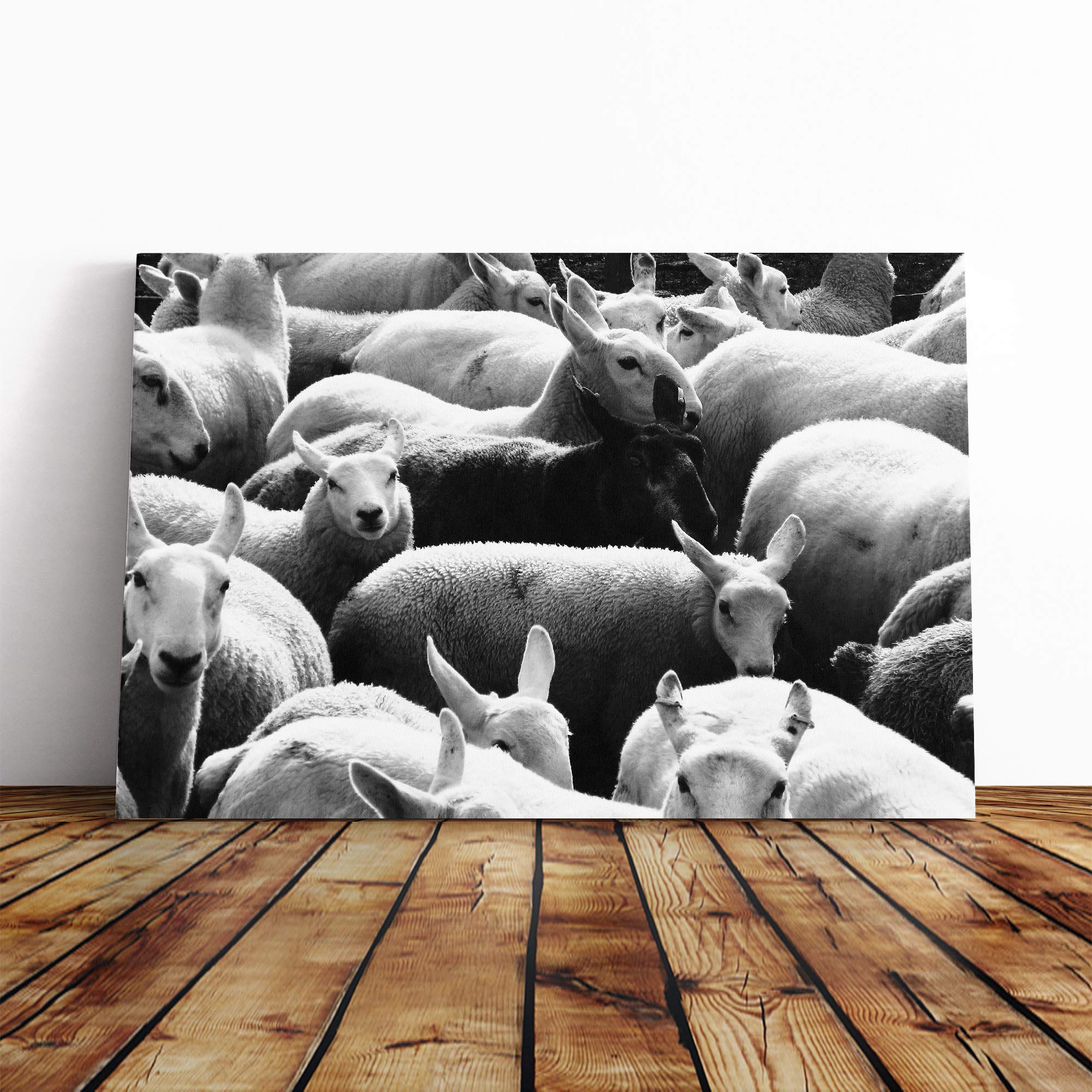 The Black Sheep Canvas Print | Gallery Wrapped 30mm Frame Wall Art | 30x20 inches | Ready to Hang | Modern Animals Picture | Living Room Bedroom Lounge Office
