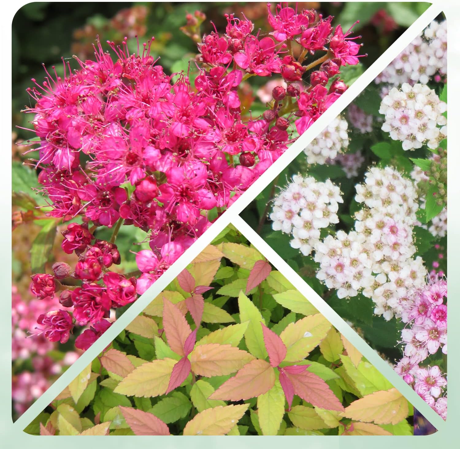 Spirea Strauchen Kollektion (5 Pflanzen), Mix von 5 Spiere Sorten