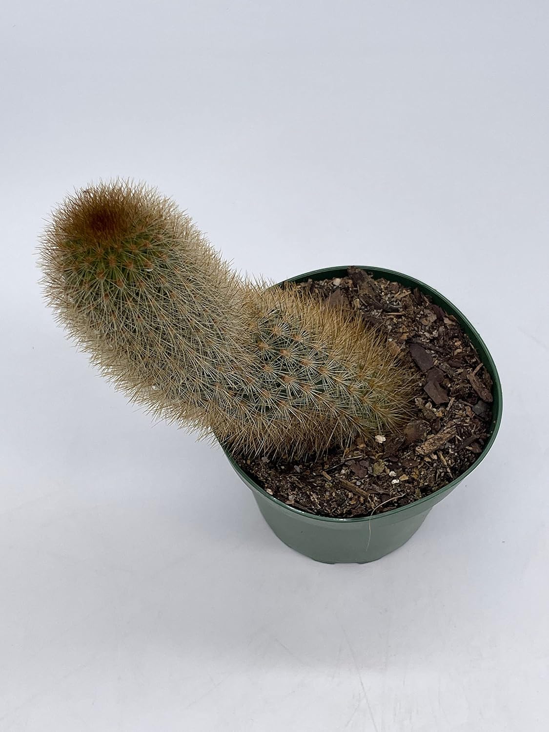 BubbleBlooms Echinopsis Tarijensis Texas Rainbow Cactus in a 4 inch Pot