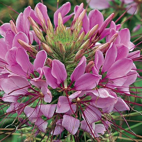 Outsidepride Violet Cleome Spider Garden Cut Flower Seeds - 2000 Semillas Outsidepride Violet Cleome Spider Garden Cut Flower Seeds - 2000 Semillas