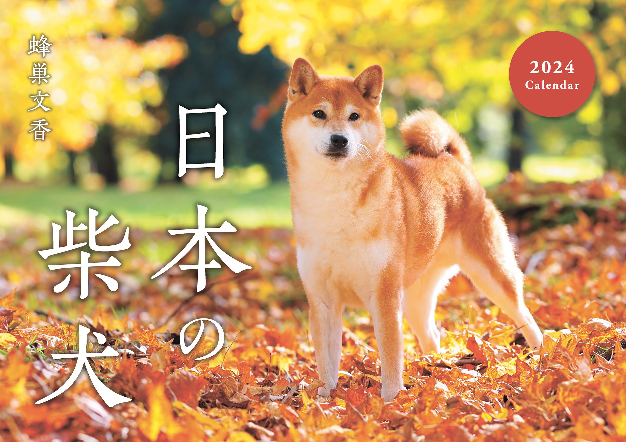日本の柴犬カレンダー2024（壁掛け） | 蜂巣 文香 |本 | 通販 | Amazon