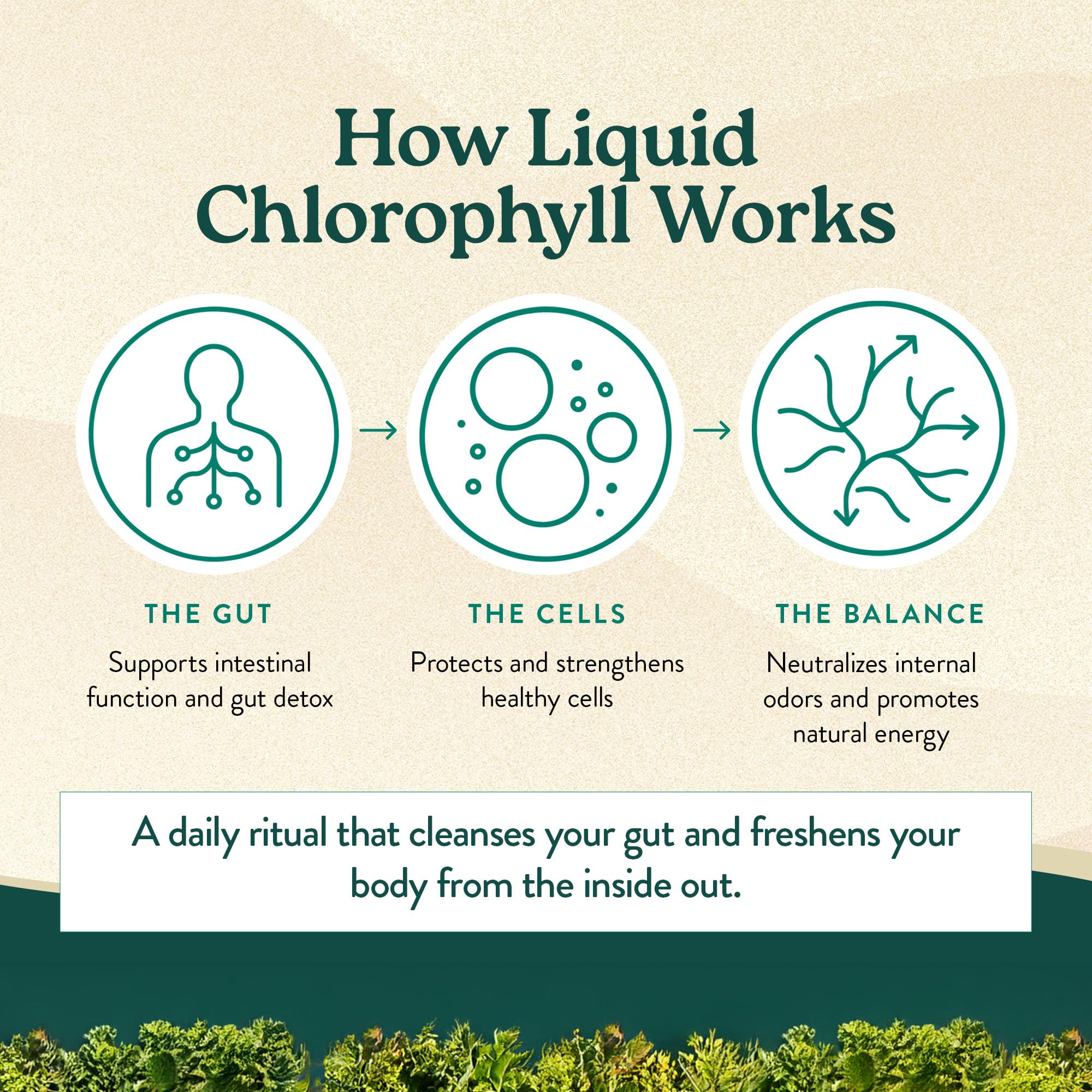 Nature's Sunshine Liquid Chlorophyll Extra Strength - Immunity Support, Detox & Cleanse, Chlorophyll Liquid Drops with Spearmint Oil, Natural Energy Boost, Internal Deodorant - 16 Fl Oz — Amazon image 7