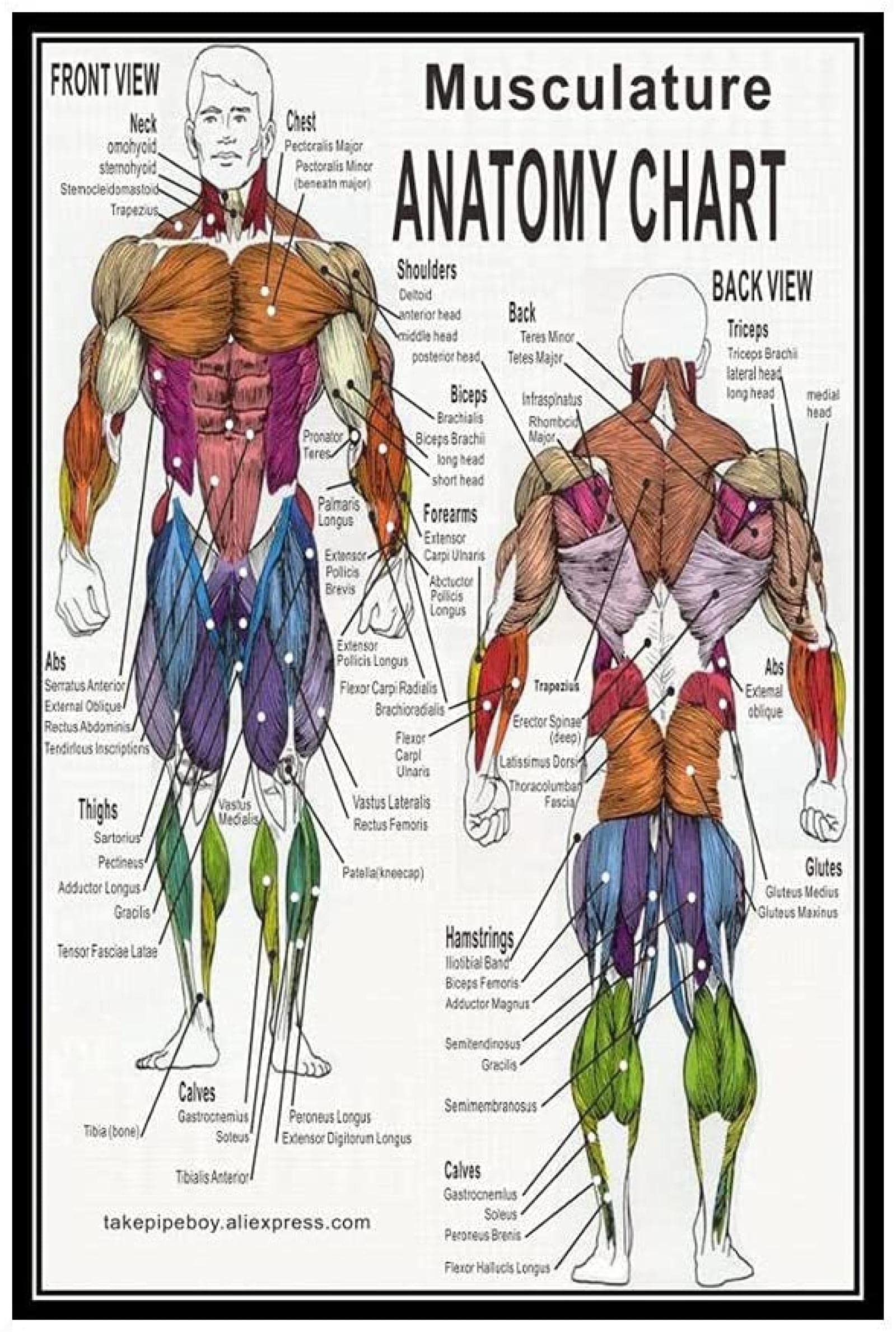 Muscle Tissue Chart