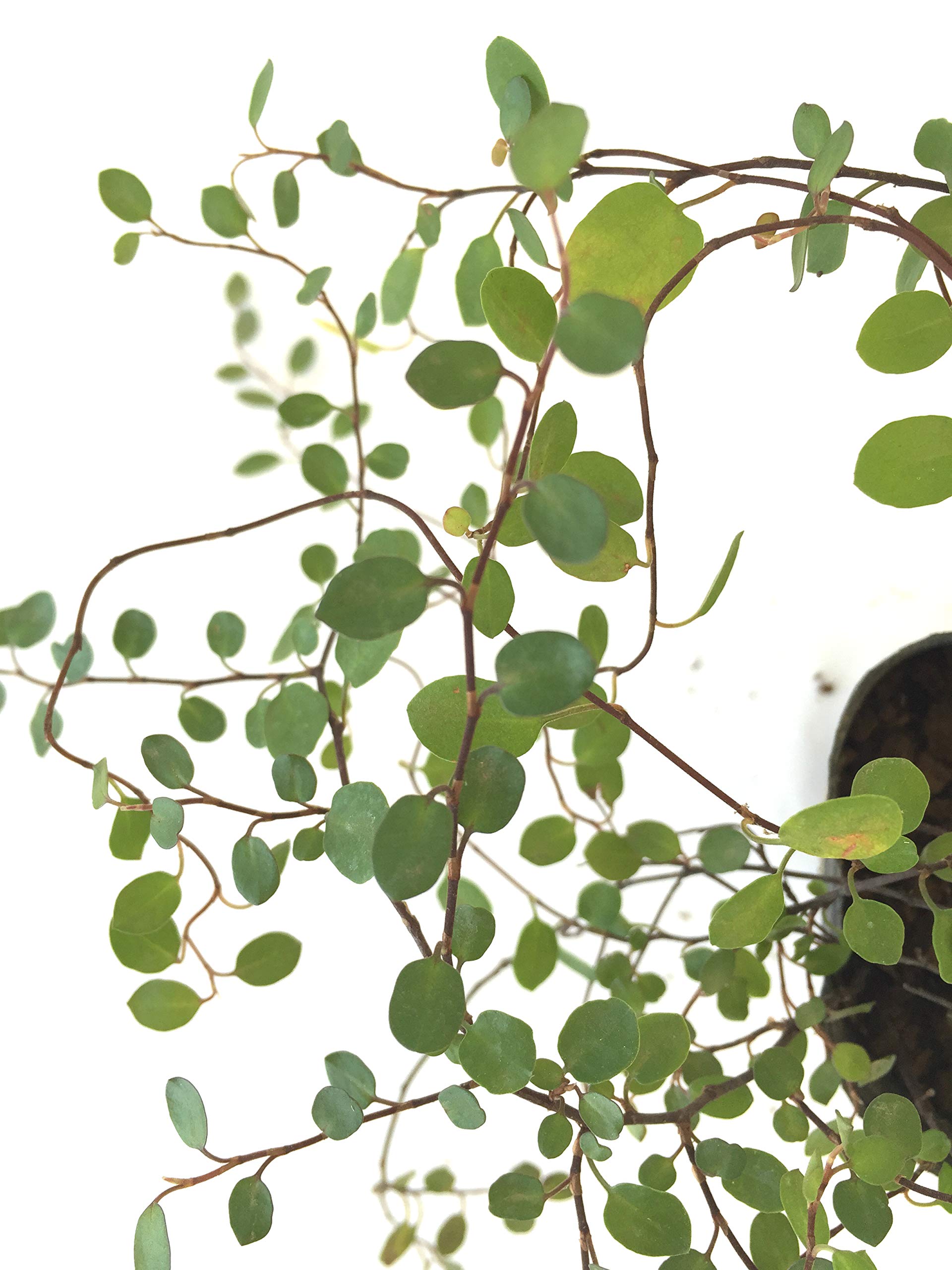 Amazon.co.jp: ワイヤープランツ 【20Potセット】 下草苗 : DIY・工具