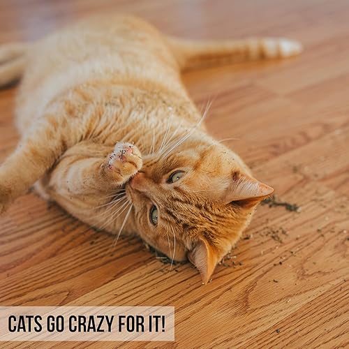 Miniatura 10 de Our Pets Hierba gatera prémium  Tarro de 1.25 oz de hierba gatera de alta potencia  100% cultivado en América del Norte