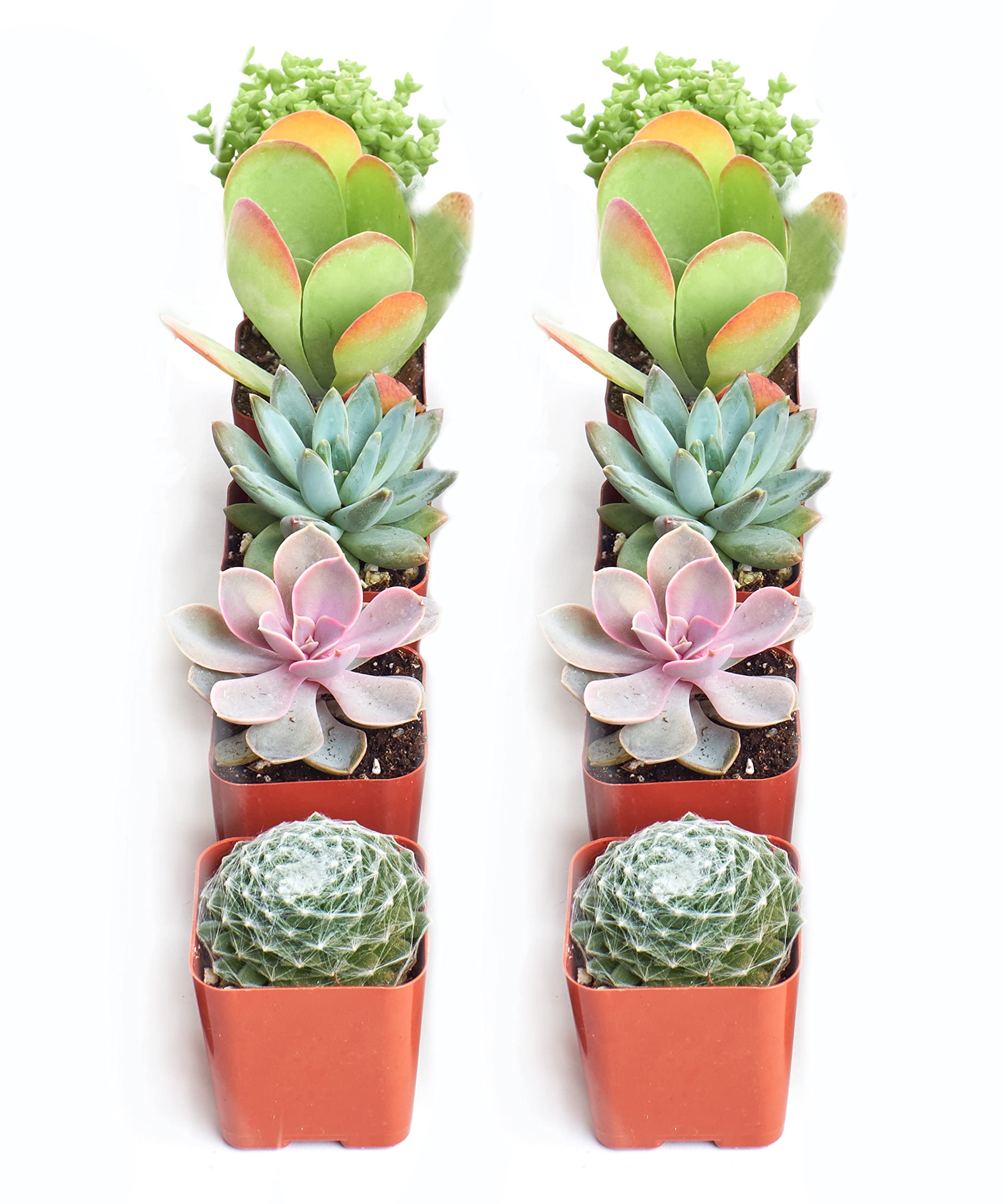 Amazon.com : Shop Succulents Assorted Succulent Plant Pack Collection -  Live Mini Succulent Plants, Low Maintenance, Mixture of Colors & Textures -  Wedding and Party Favors, Gift & Garden, Pack of 10 :