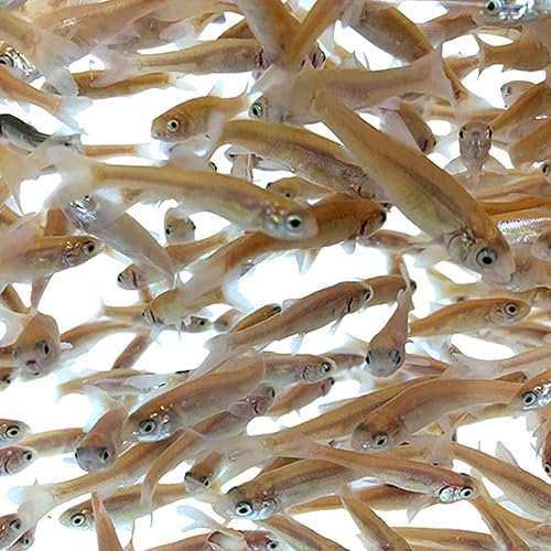 Toledo Goldfish - Carpita cabezona rojo rosado para estanques, acuarios o tanques - Nacidas y criadas en EE. UU. (tamaño pequeño, 100 peces)