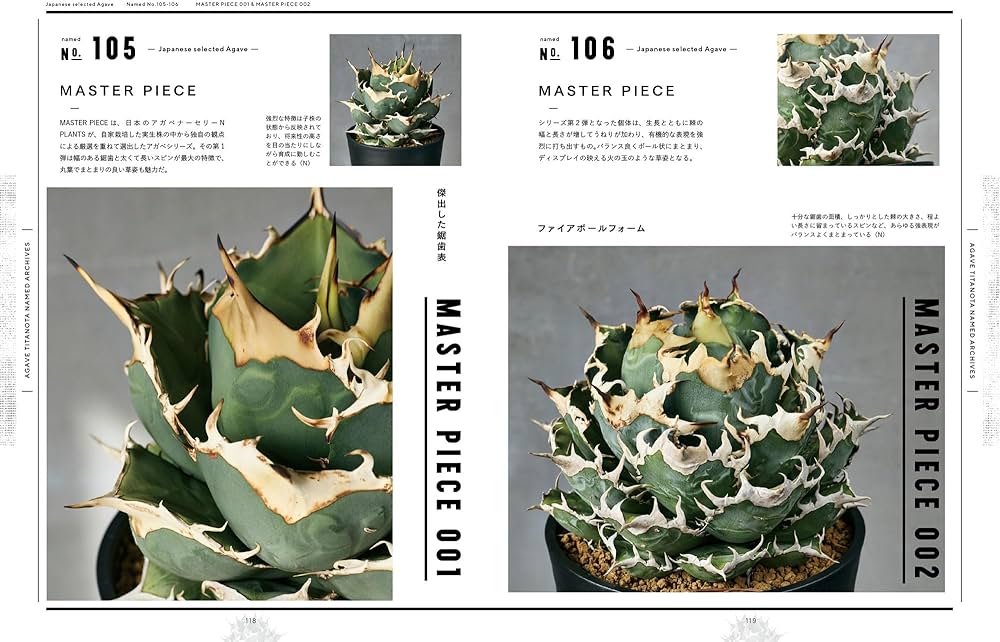 アガベ・チタノタ ネームド図鑑 AGAVE TITANOTA NAMED ARCHIVES アガベ・チタノタ ネームド図鑑 AGAVE TITANOTA NAMED ARCHIVES