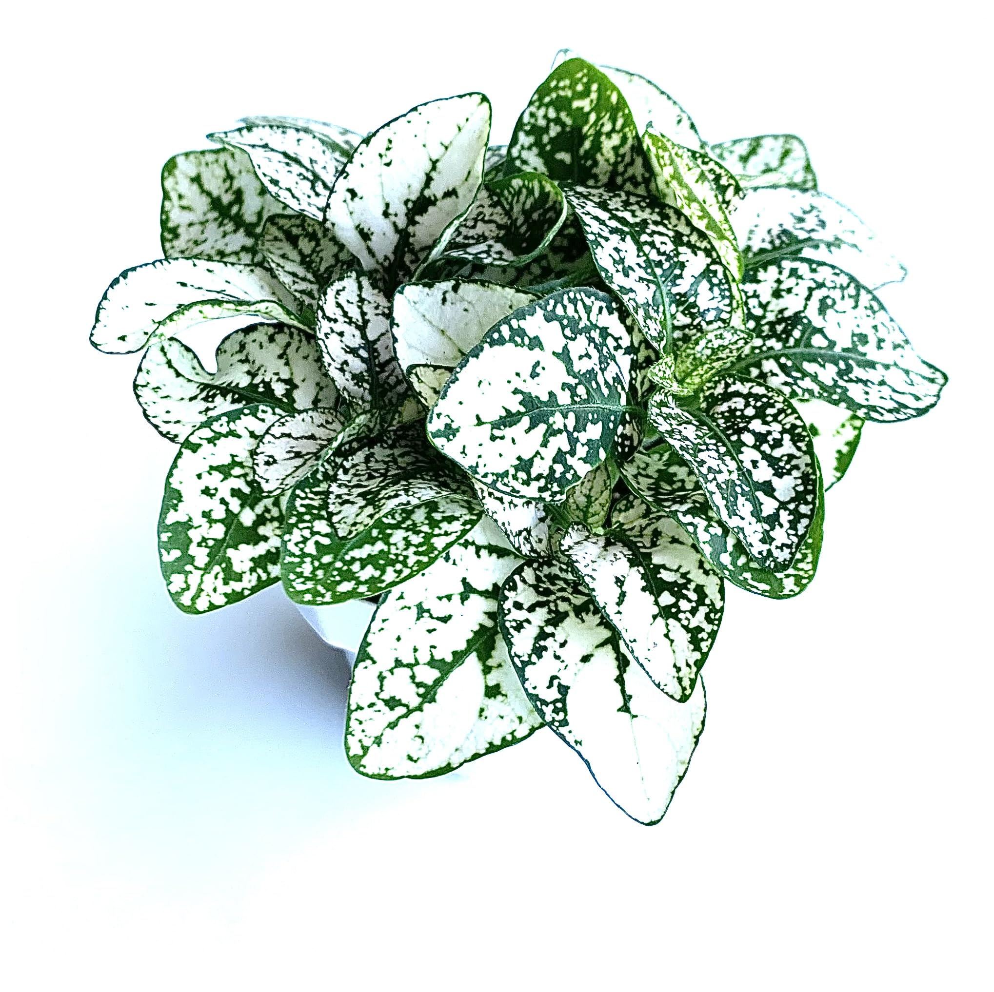 Hypoestes White Splash Live Potted House Plants, 2" Pots