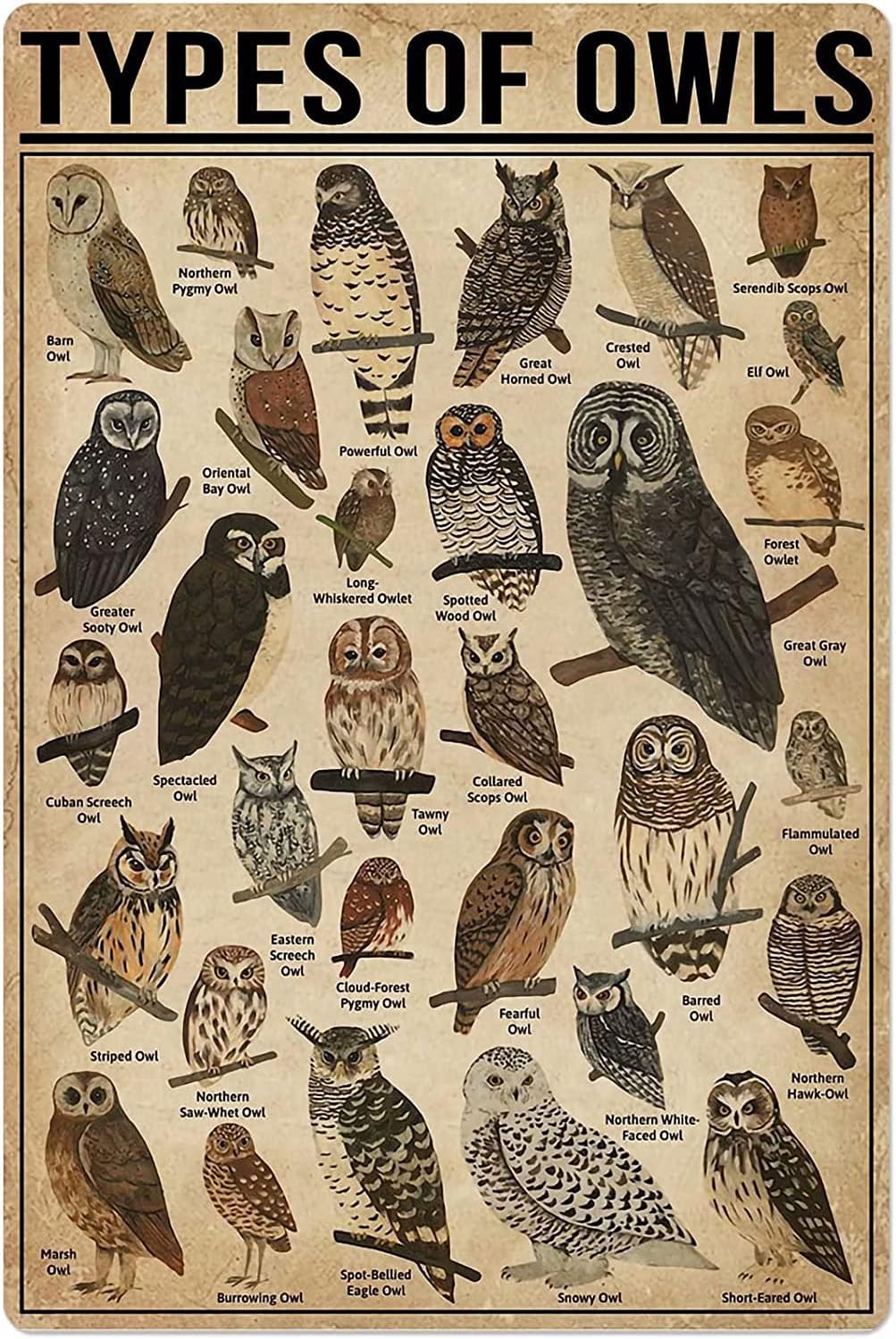 Starotore Types Of Owls Metal Tin Signs Retro Owls