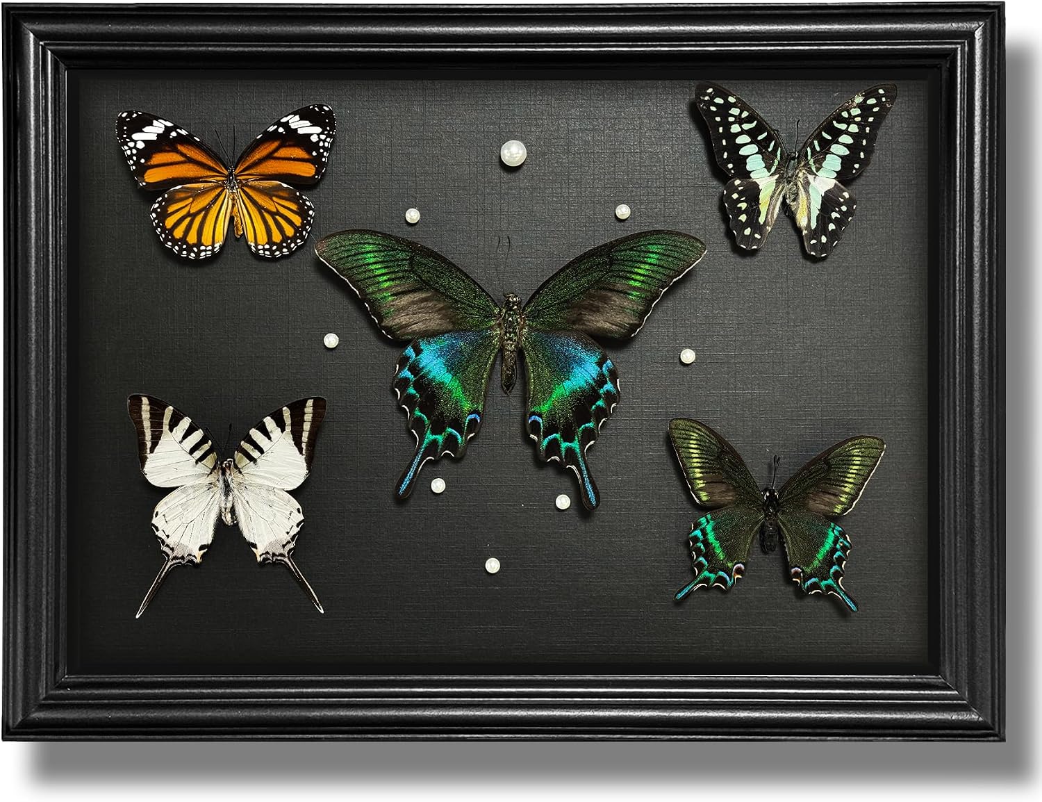 Real Butterfly Framed Handmade, Set of 5 in Shadow Box Collection, 13'' x 9.5'' Taxidermy Butterfly Wooden Framed Specimen Display Oddity Tabletop Wall Art Gothic Home Decor